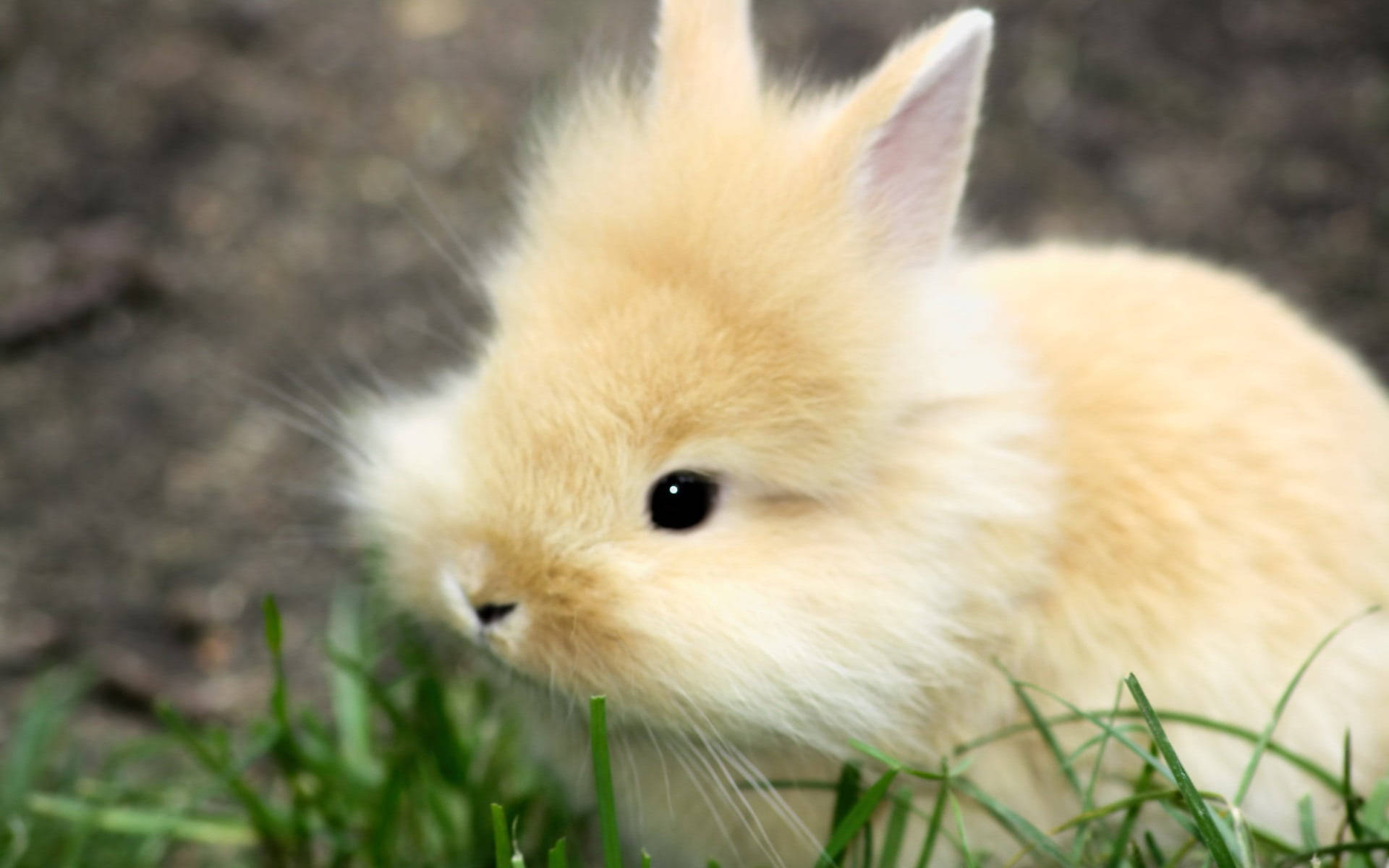 fluffy cute bunny, cream-colored, big dark eyes, Full HD Desktop Wallpaper