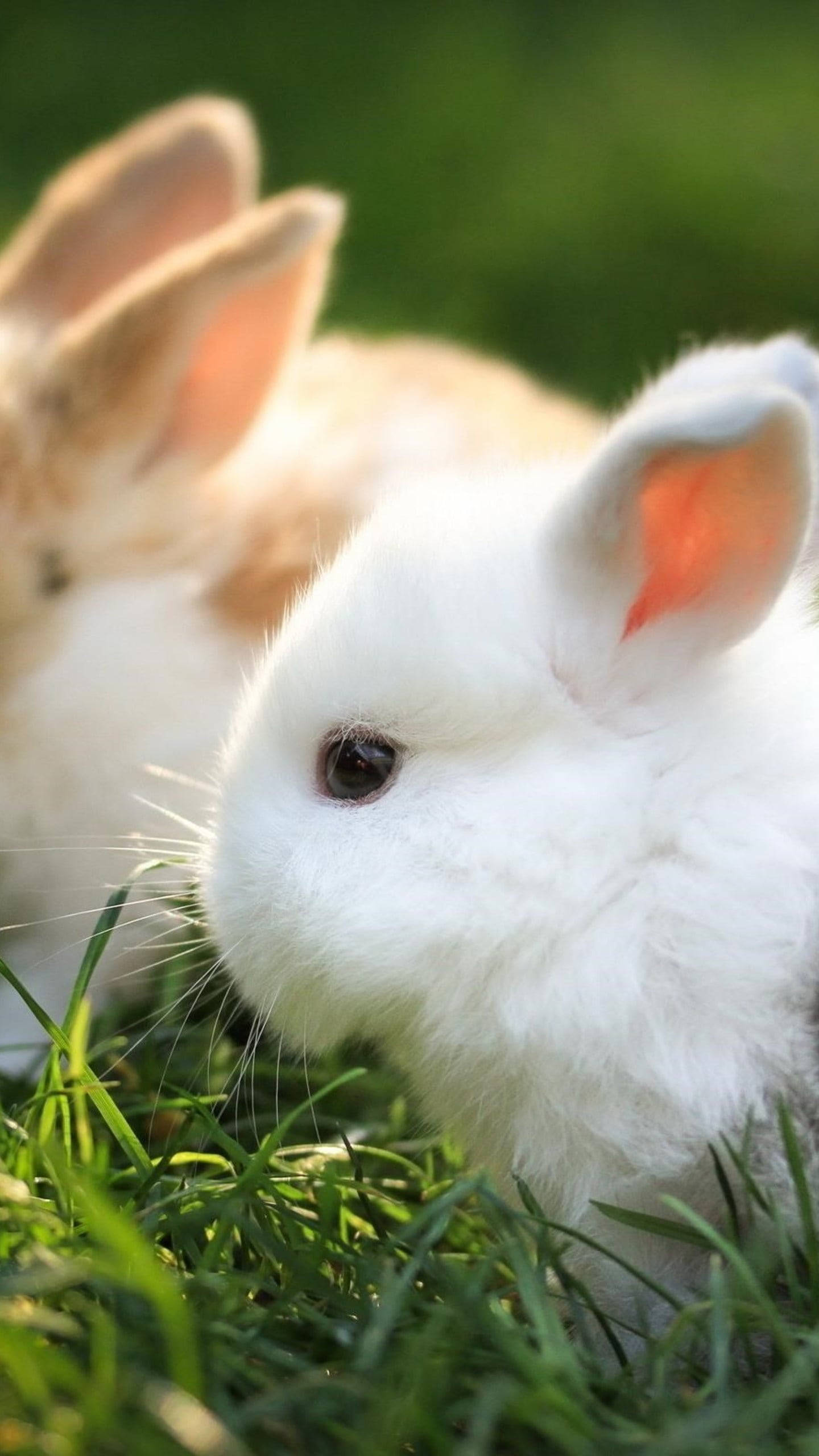 fluffy white rabbit, pink inner ears, vibrant green grass, 2K Phone Wallpaper
