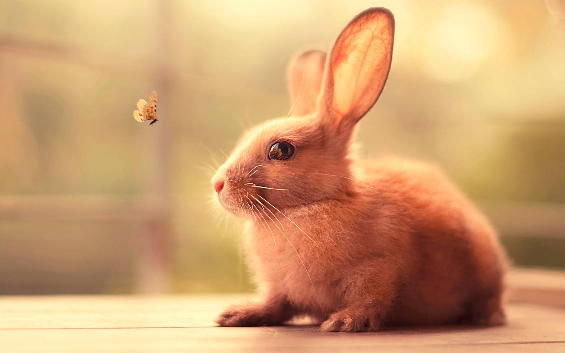 cute bunny, brown rabbit, wooden surface, Full HD Desktop Wallpaper