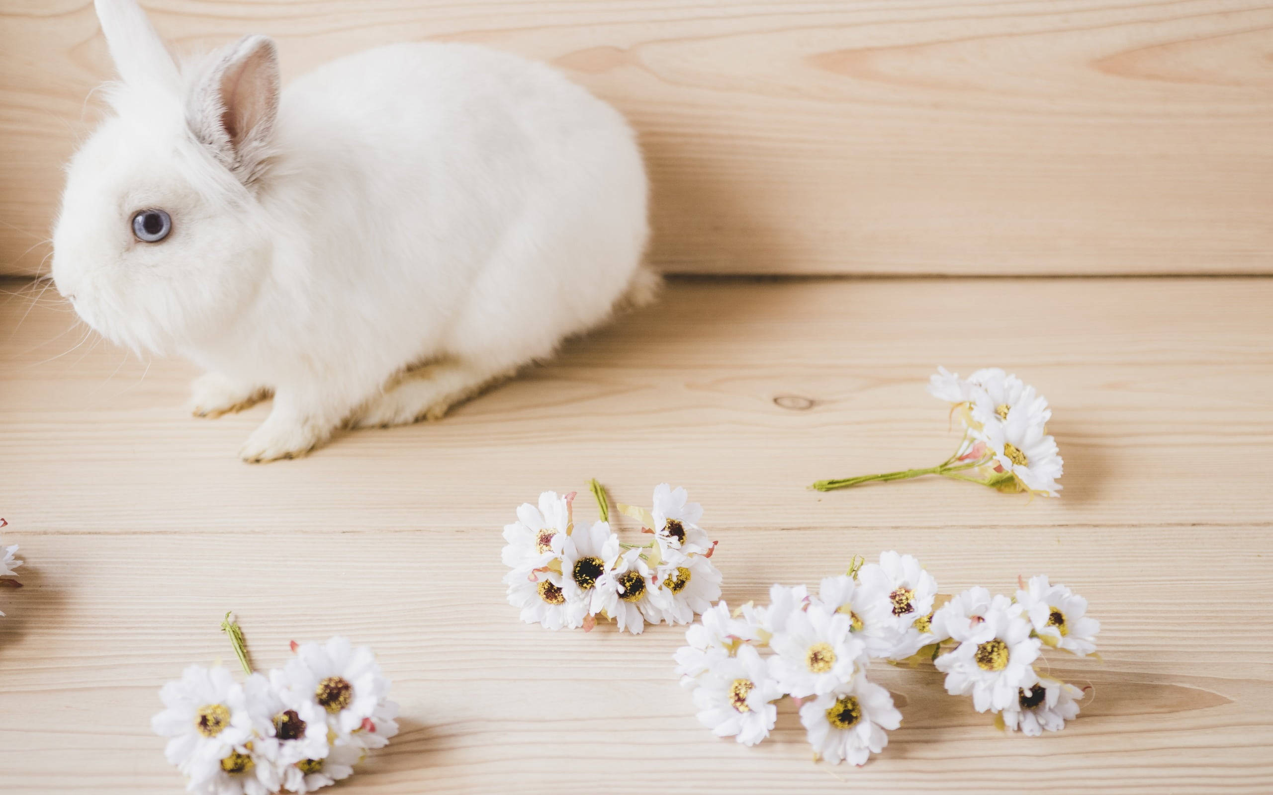 white rabbit, white blossoms, light wooden surface, 2K Desktop Wallpaper