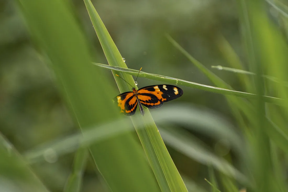 Cute Butterfly