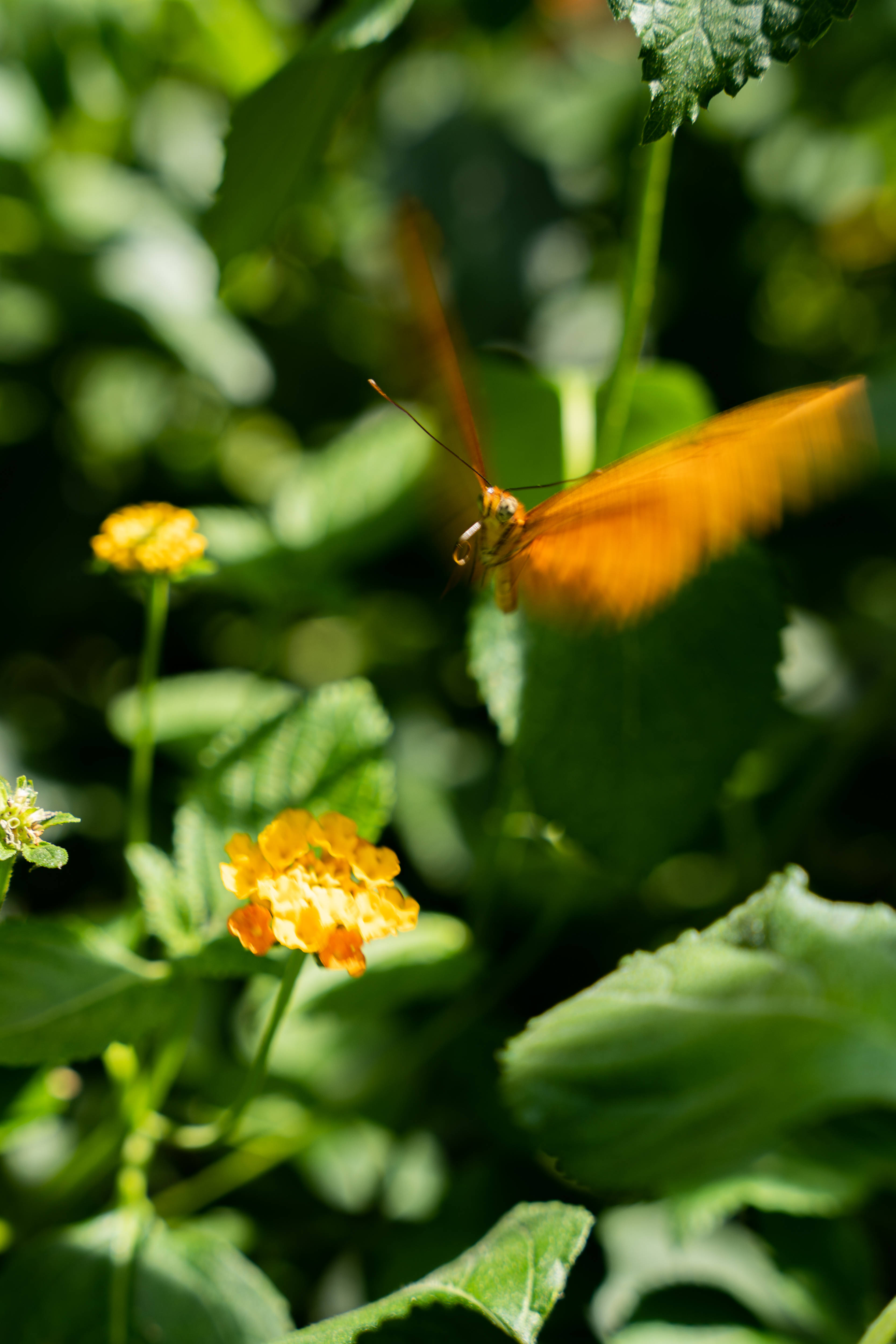 cute butterfly, camara flowers, vibrant orange butterfly, 4K Phone Wallpaper