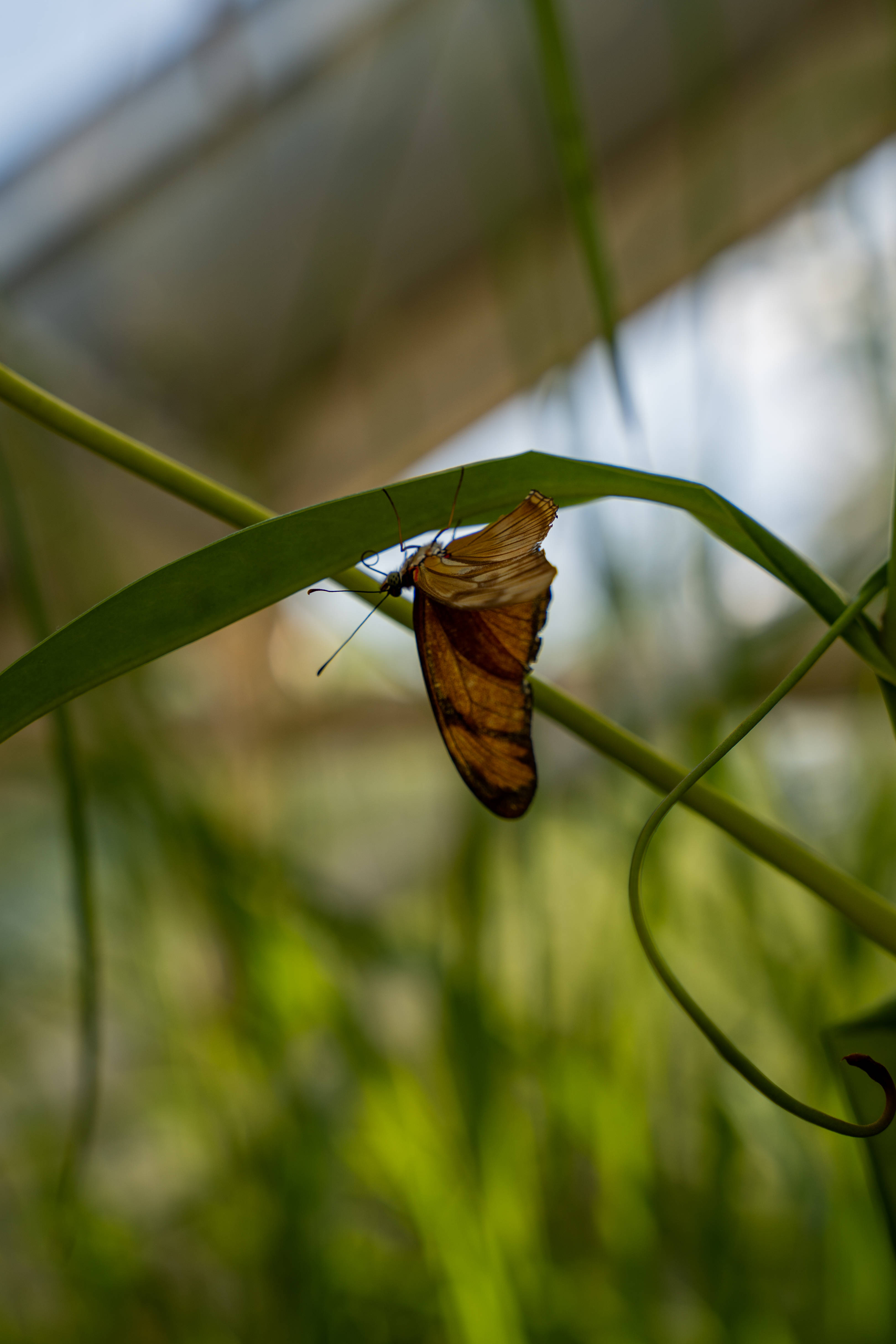 cute butterfly, bamboo, orange and black butterfly, 4K Phone Wallpaper