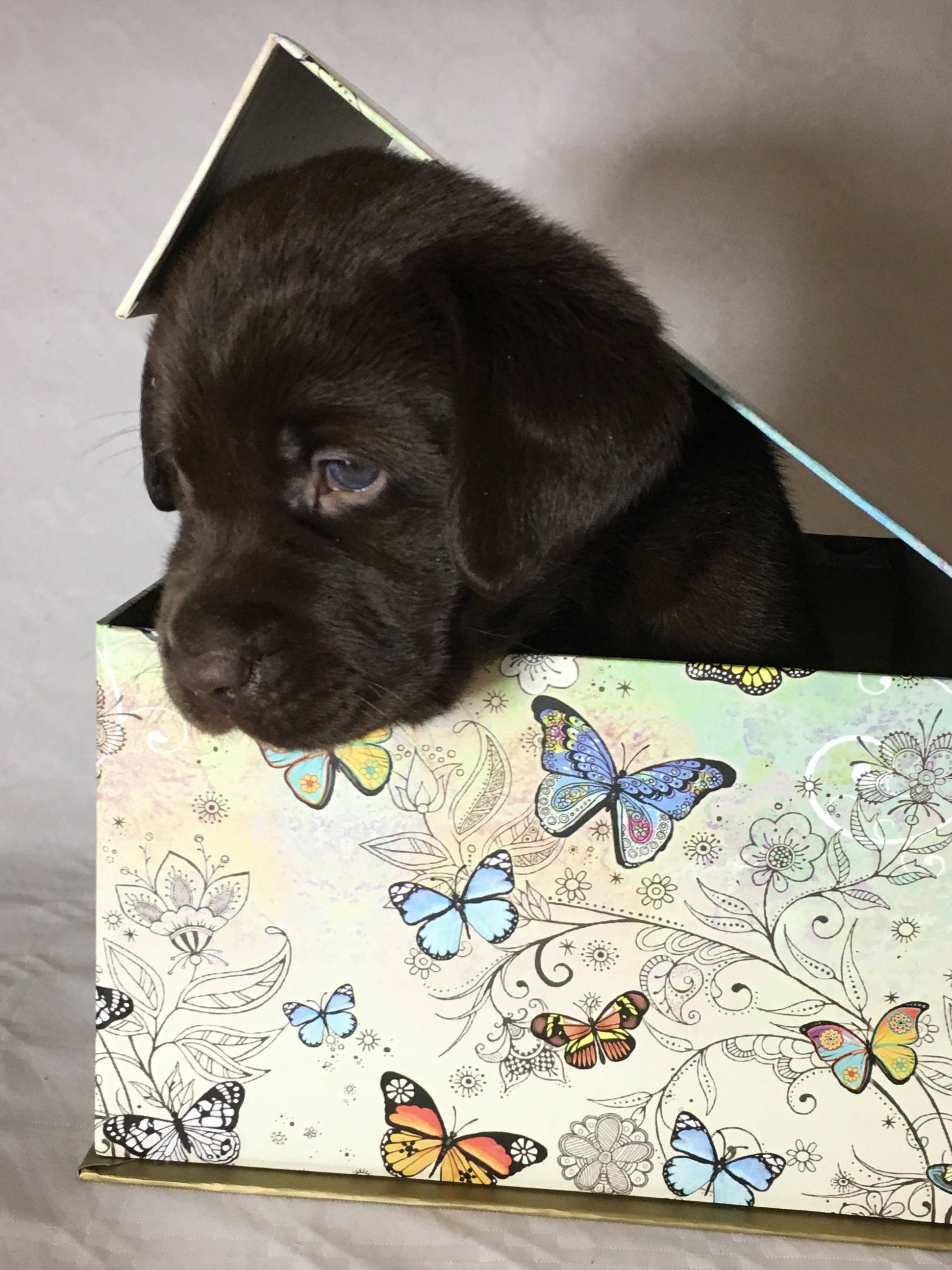 chocolate Labrador puppy, butterfly-patterned gift box, tiny paper hat, 2K Phone Wallpaper