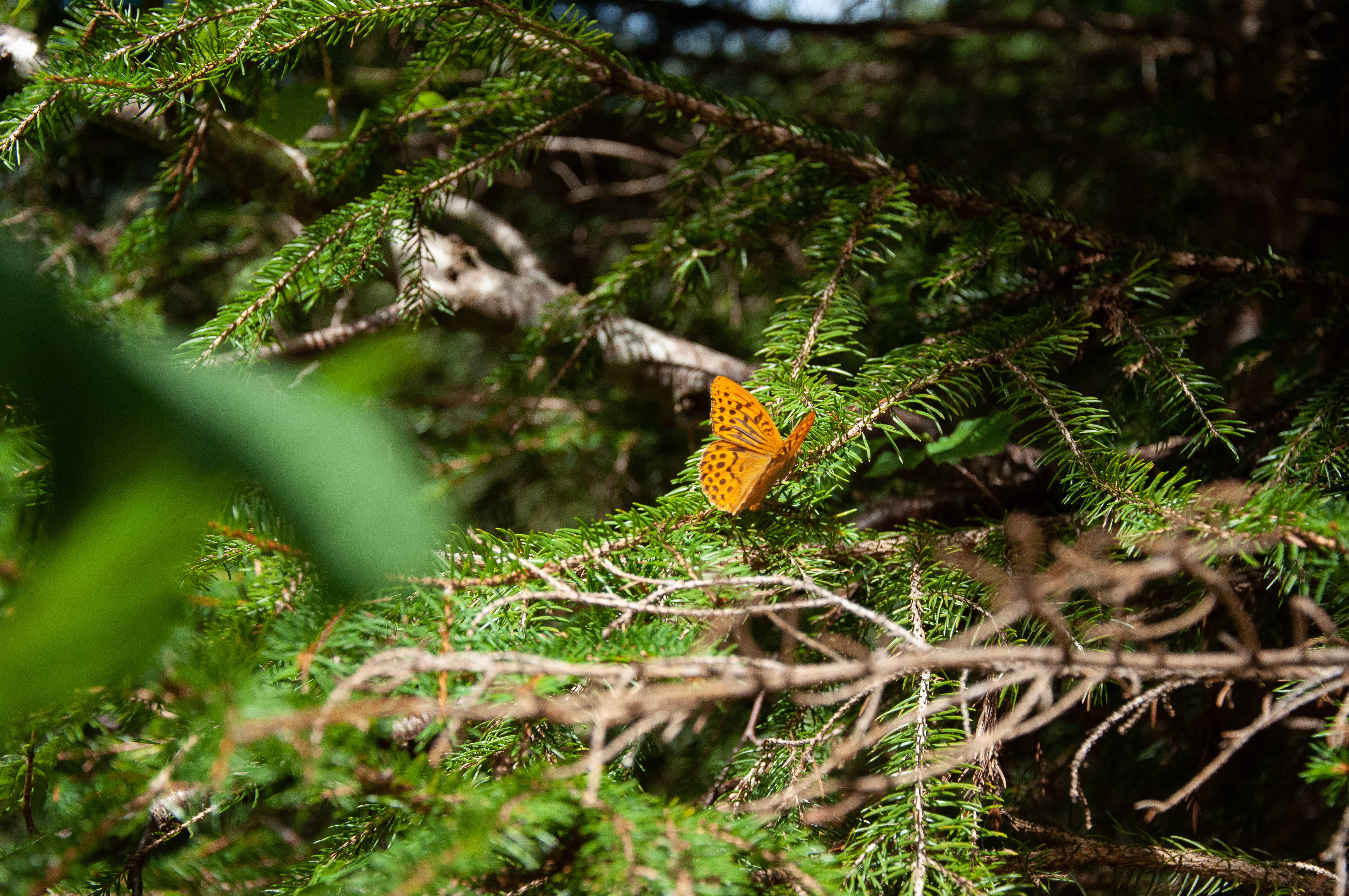 cute butterfly, pine trees, vibrant orange butterfly, 4K Desktop Wallpaper