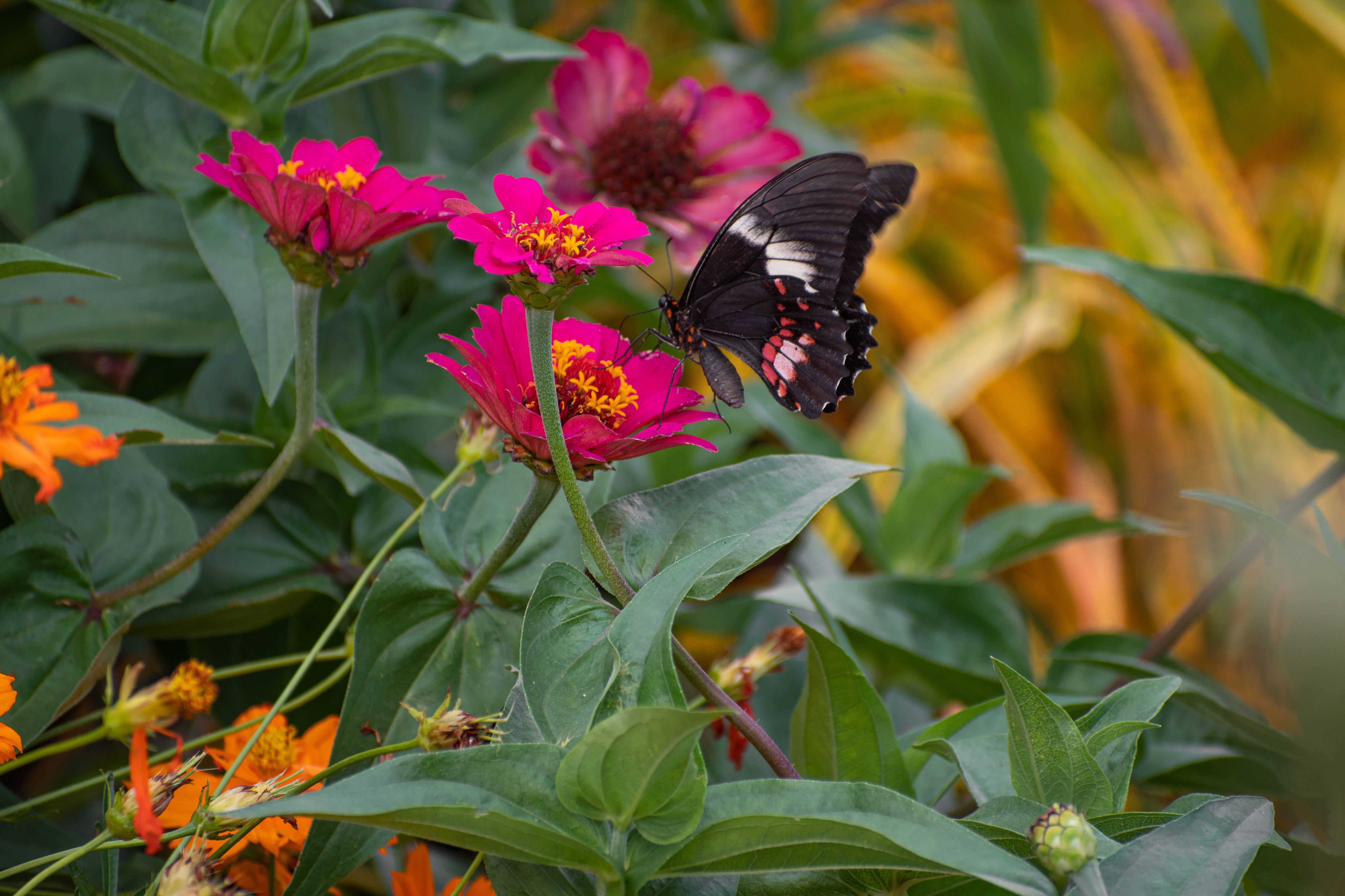 cute butterfly, zinnia flowers, black butterfly, 5K Desktop Wallpaper