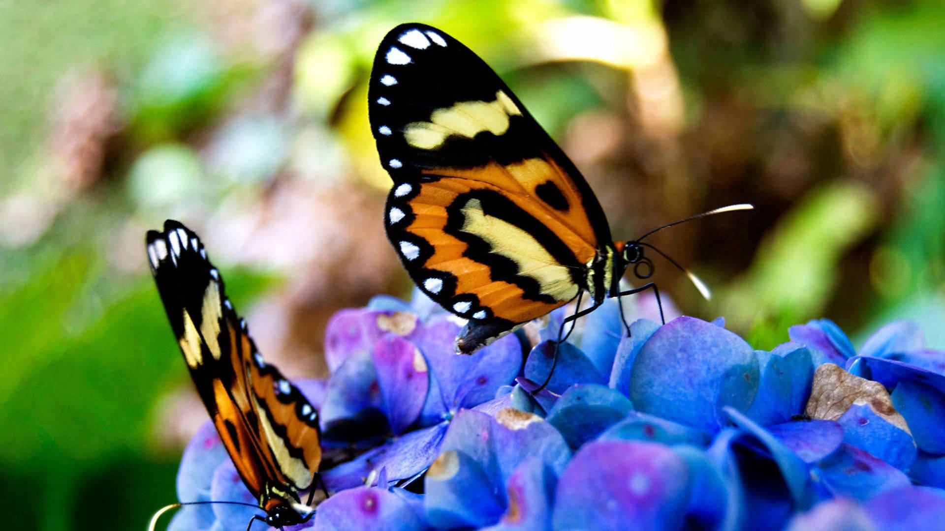 orange black and white butterflies, vivid blue hydrangea blossoms, soft green blurred background, Full HD Desktop Wallpaper