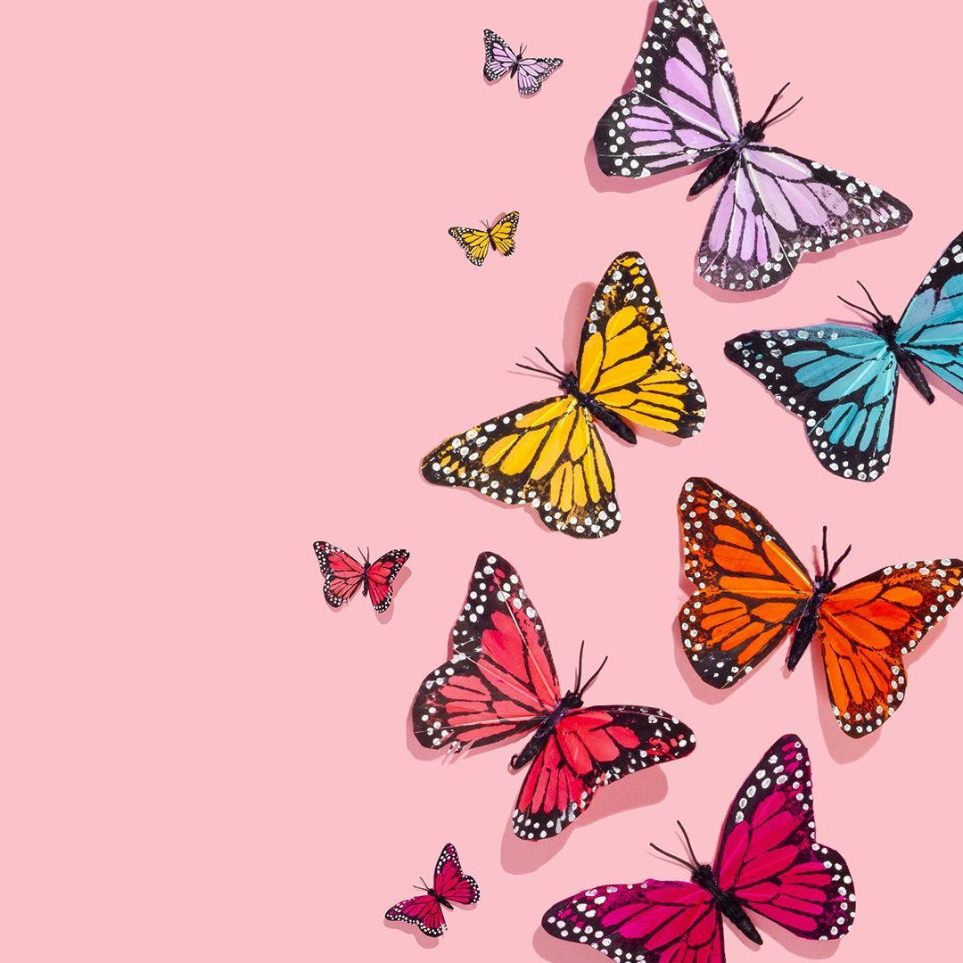 cute pink butterfly, other butterfly colors, pink yellow orange and blue, SD Desktop Wallpaper