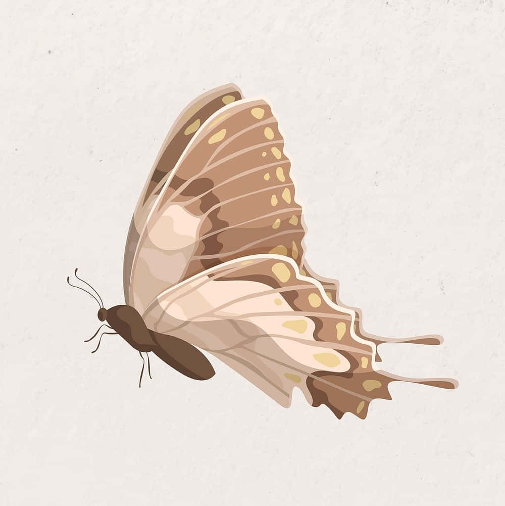 beige butterfly, brown and cream butterfly, spotted wings, SD Phone Wallpaper