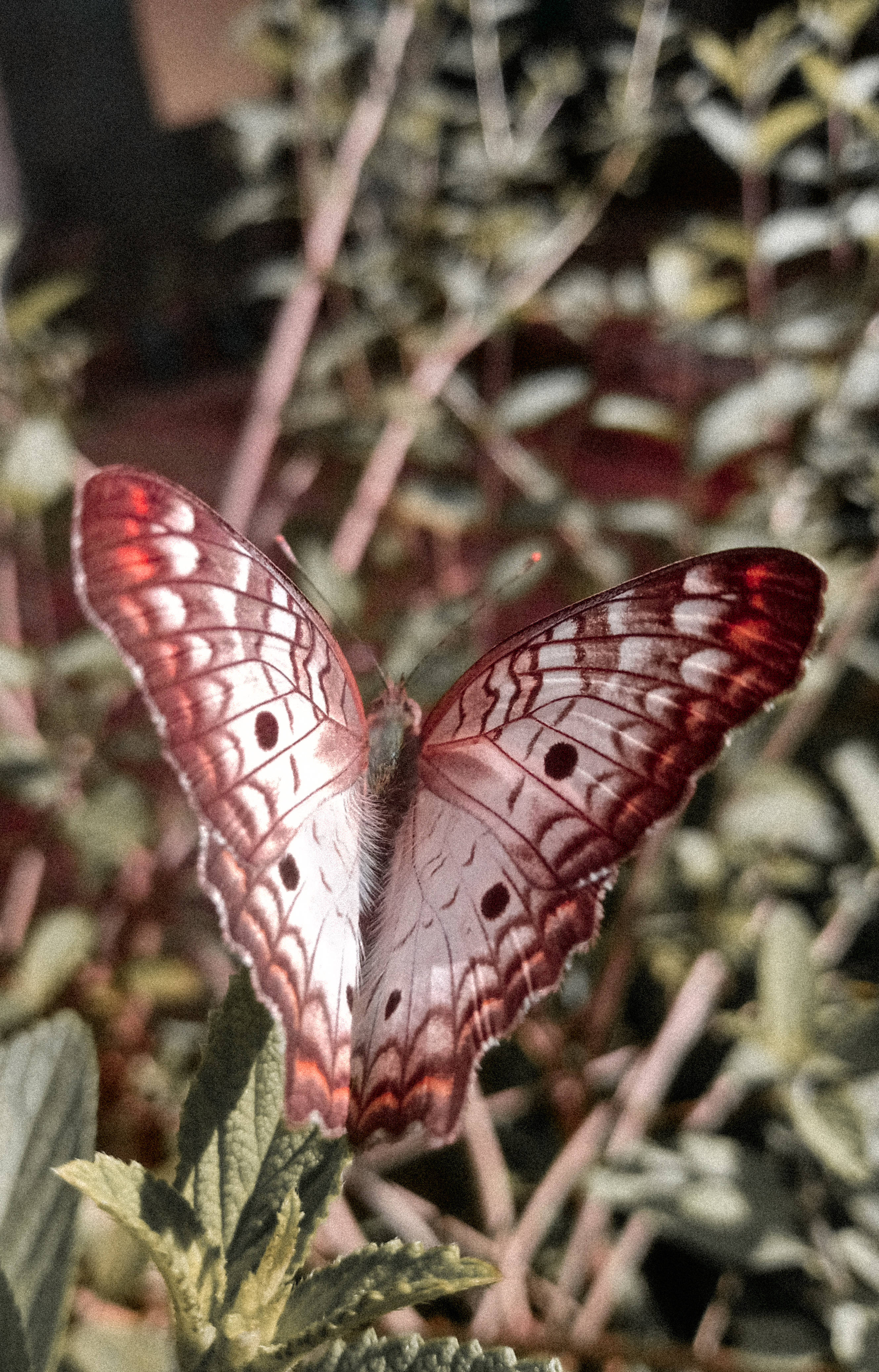 Cute Butterfly, white peacock, red and white butterfly, 4K Phone Wallpaper