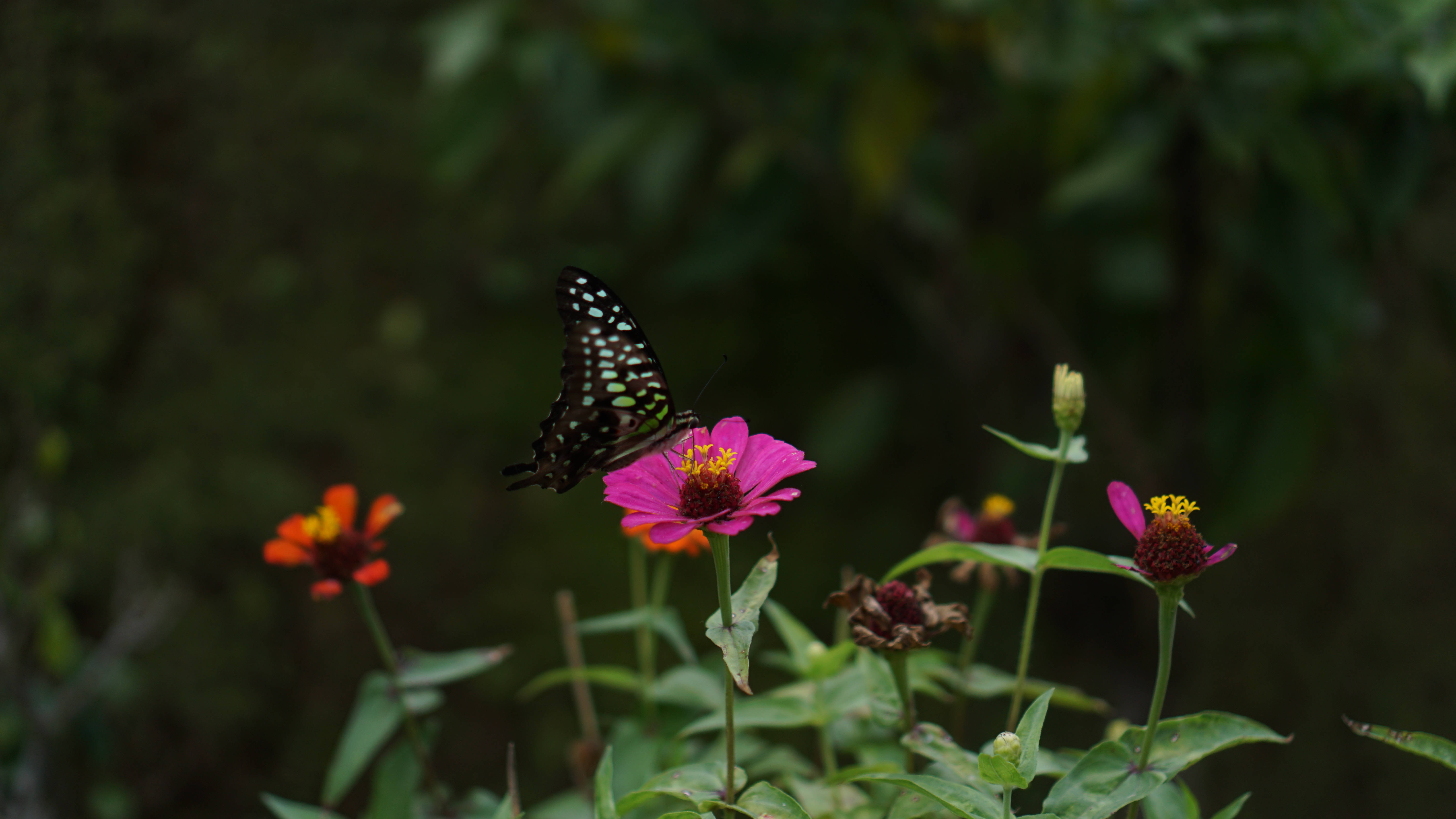black and green butterfly, vibrant pink zinnia flower, lush green foliage, 5K Desktop Wallpaper