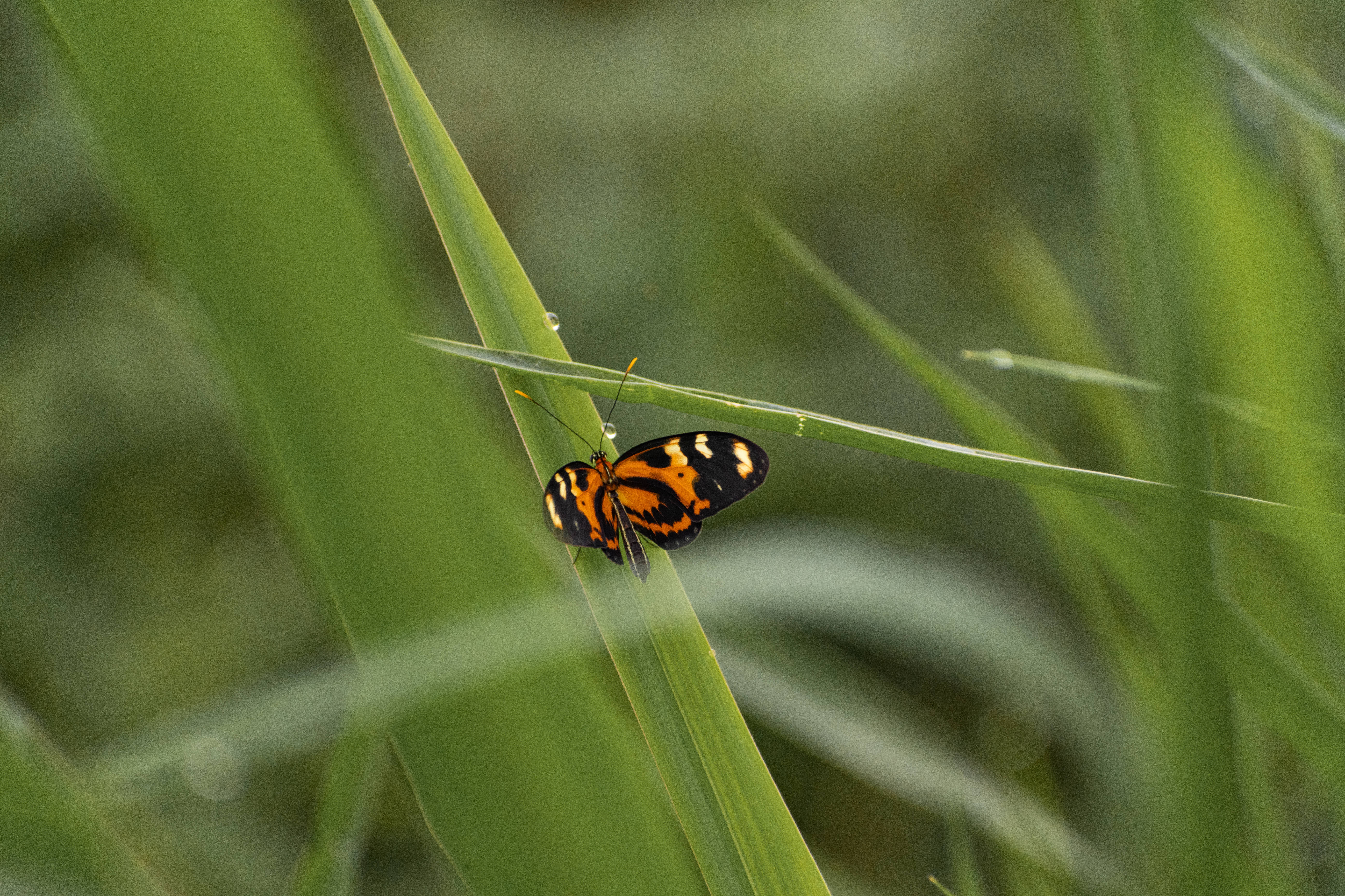cute butterfly, orange and black butterfly, dew-kissed green blade of grass, 5K Desktop Wallpaper