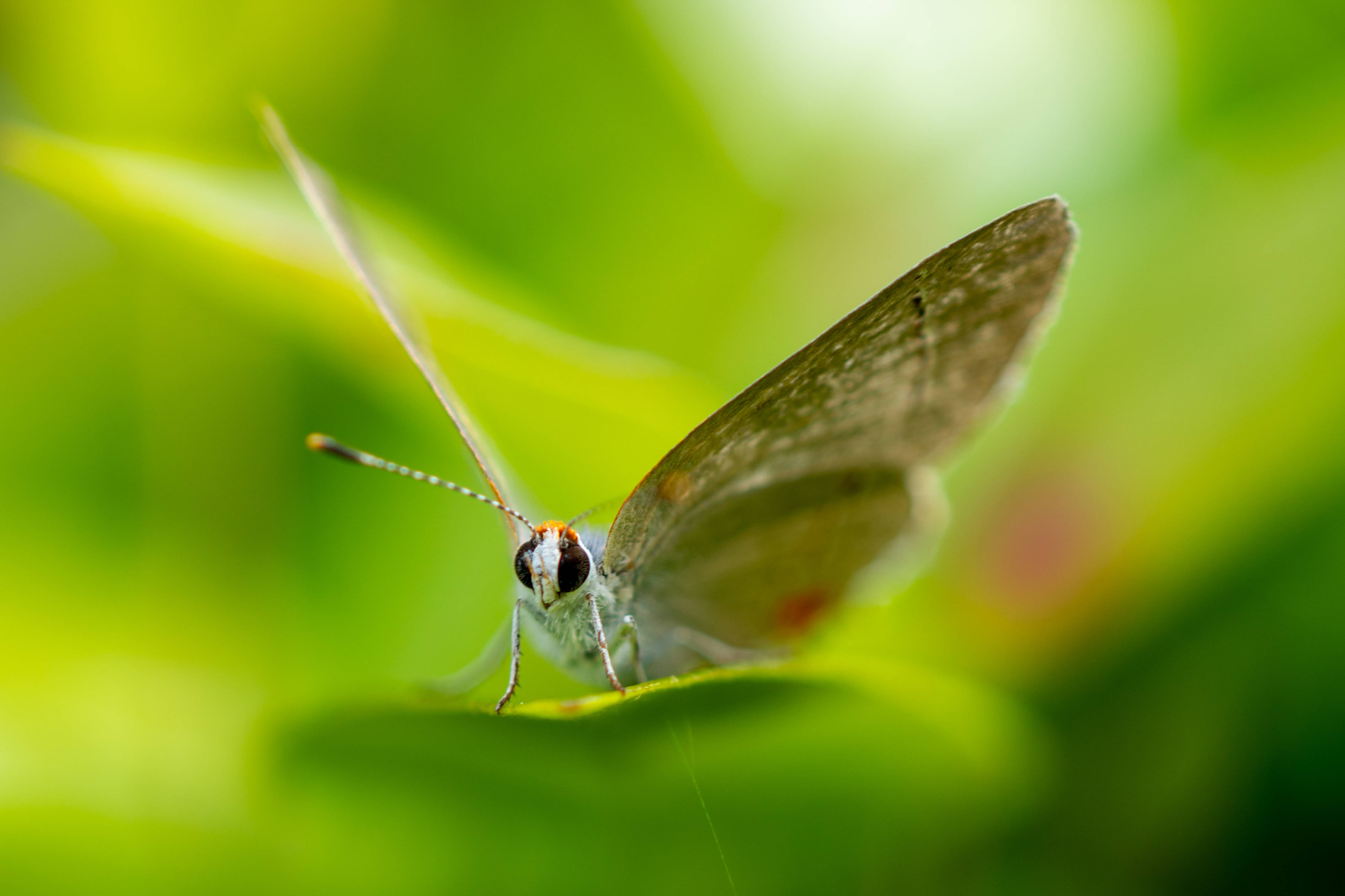 cute butterfly, gray butterfly, orange accents, 4K Desktop Wallpaper