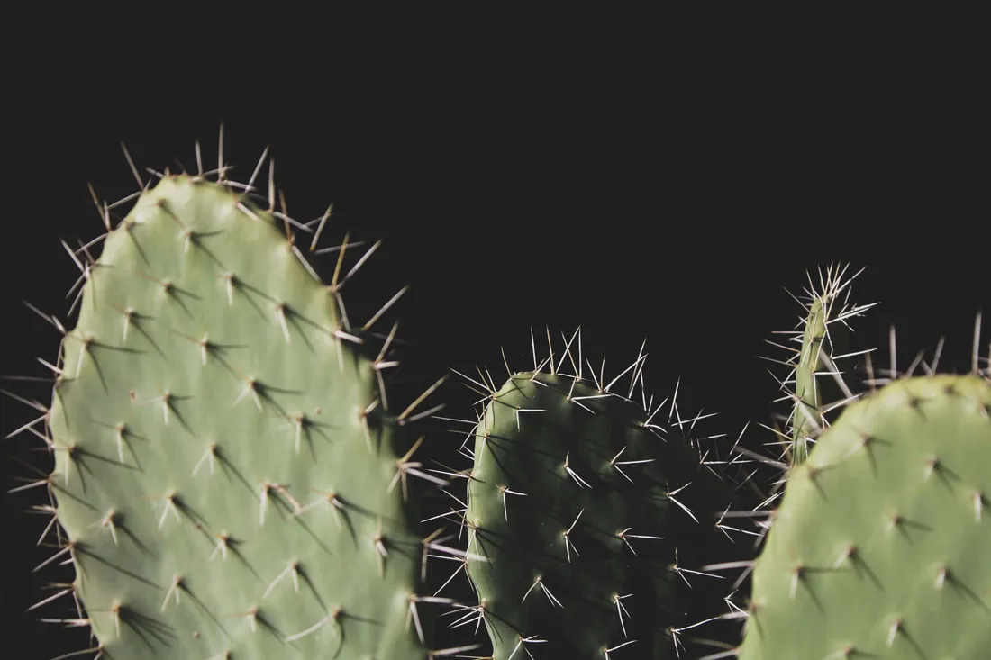 Cute Cactus