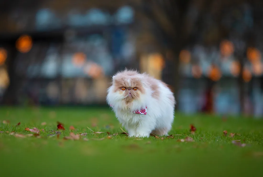 Cute Cat Aesthetic