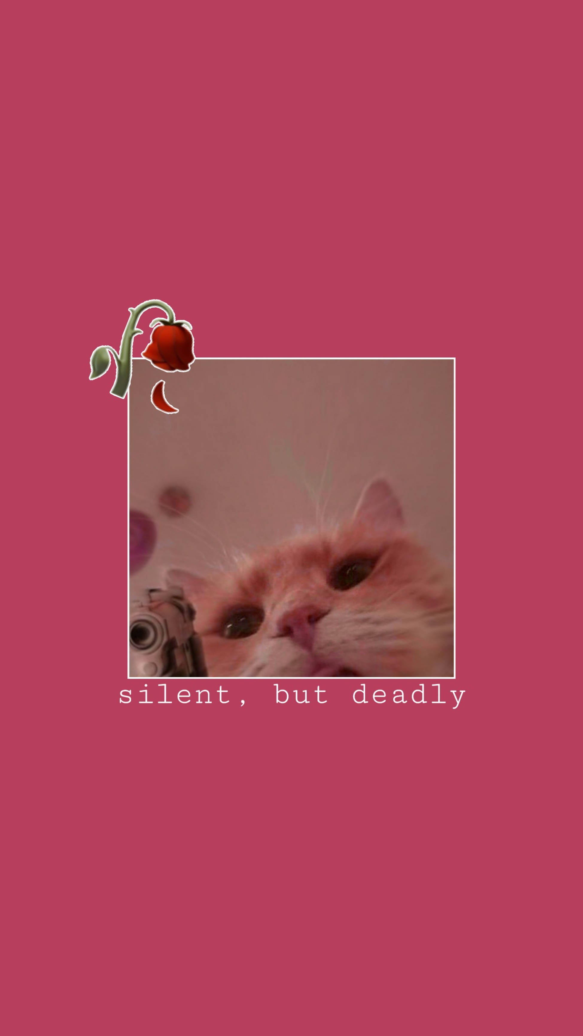 Cute Cat Aesthetic, fluffy orange cat, intense eyes, 2K Phone Wallpaper