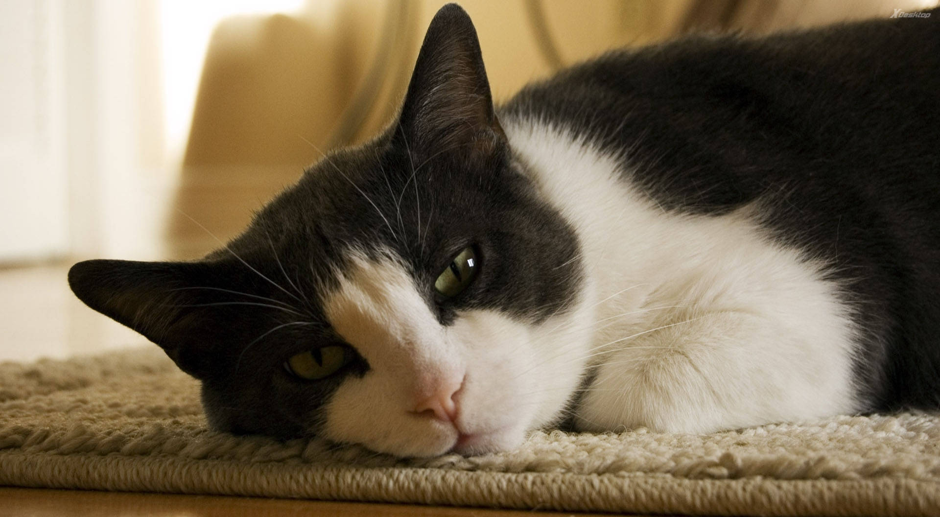 black and white cat, green eyes, textured beige rug, Full HD Desktop Wallpaper