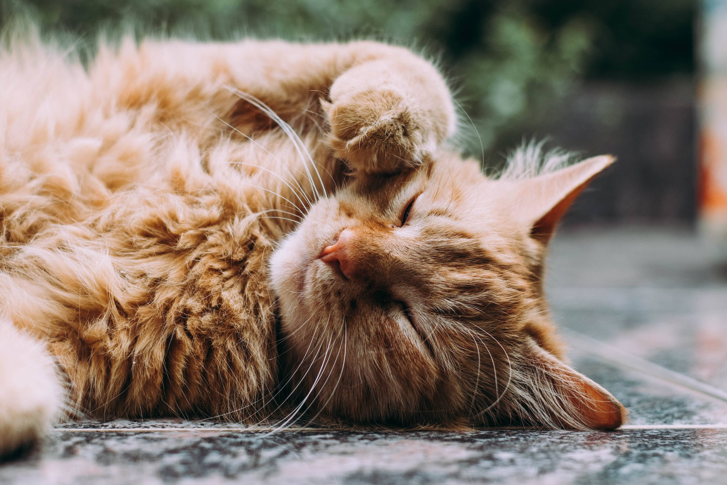 Kashmir cat, fluffy ginger cat, sleeps peacefully on its back, Full HD Desktop Wallpaper