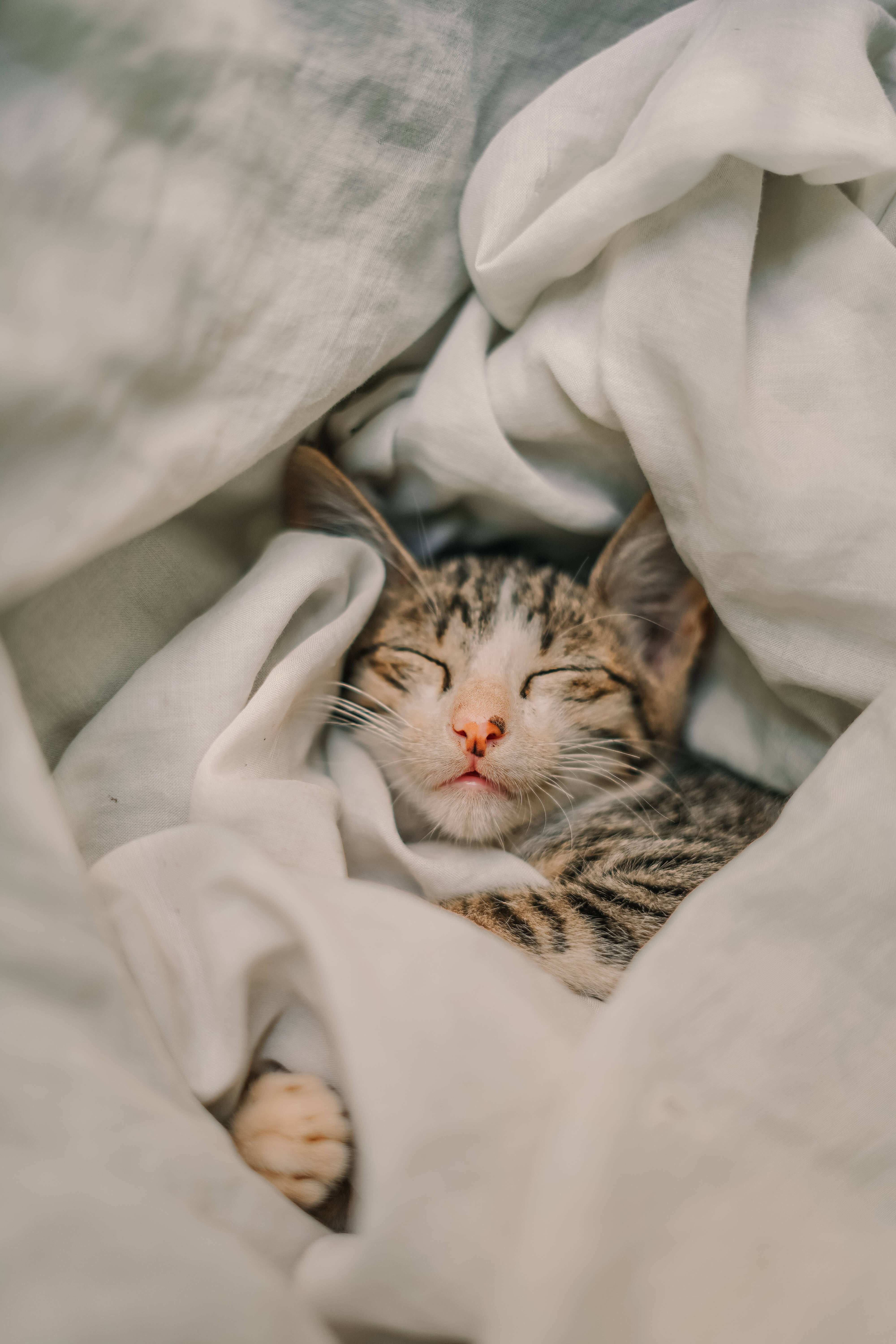 cute cat aesthetic, mackerel tabby, tabby kitten, 5K Phone Wallpaper
