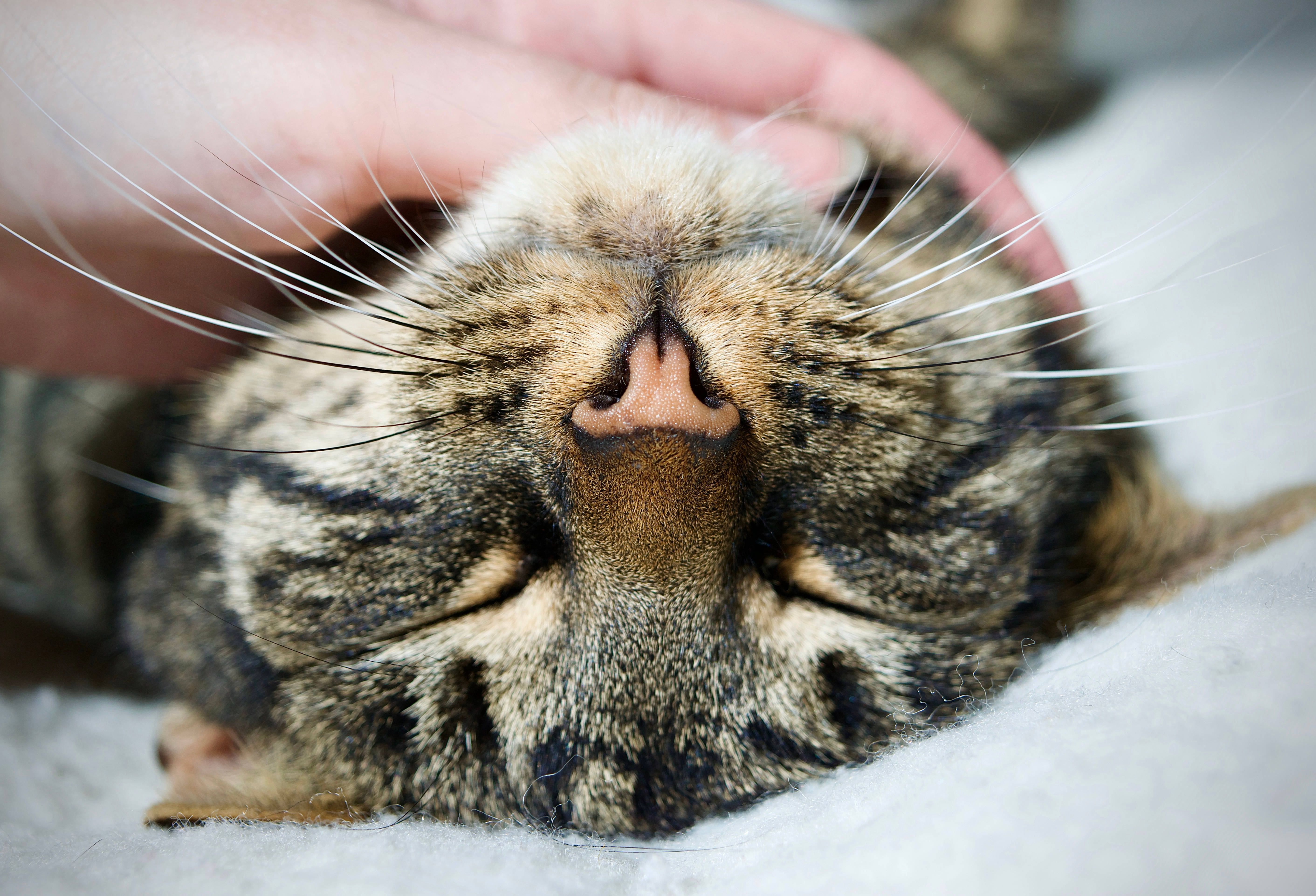 tabby cat, human hand, soft white surface, 5K Desktop Wallpaper