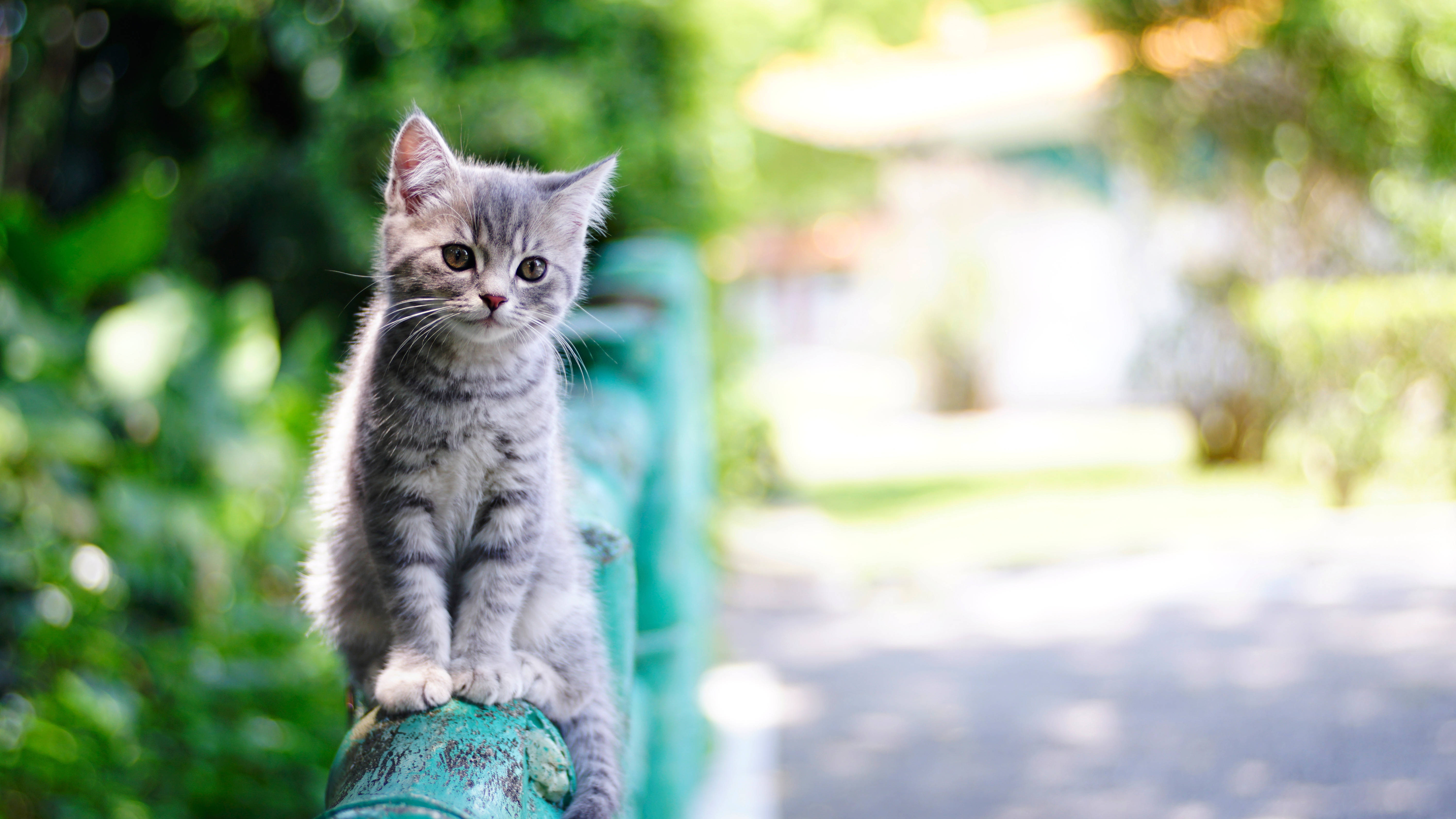 gray tabby kitten, weathered teal fence post, sunlit garden, 5K Desktop Wallpaper