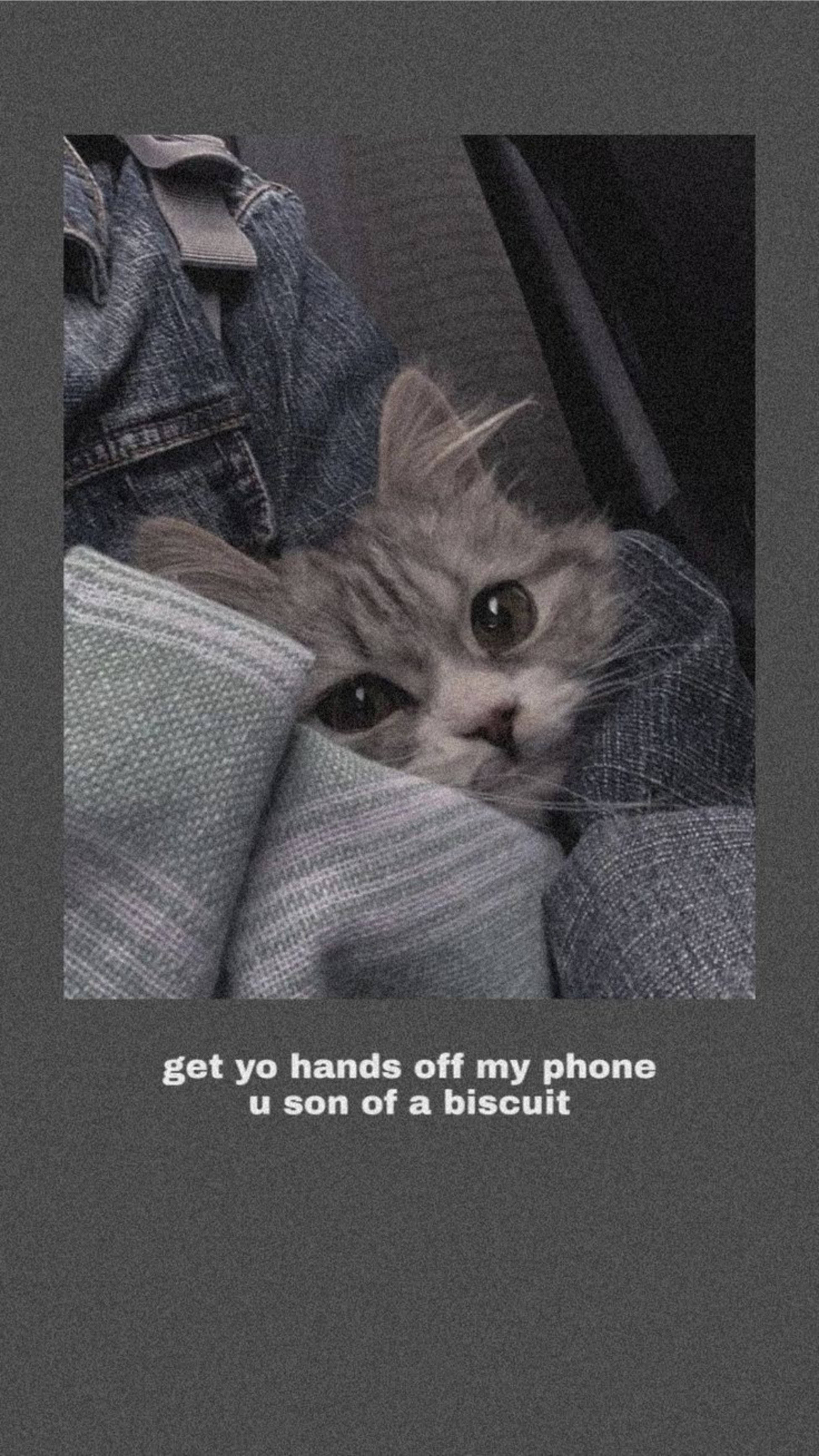 Cute Cat Aesthetic, fluffy gray cat, denim, 2K Phone Wallpaper