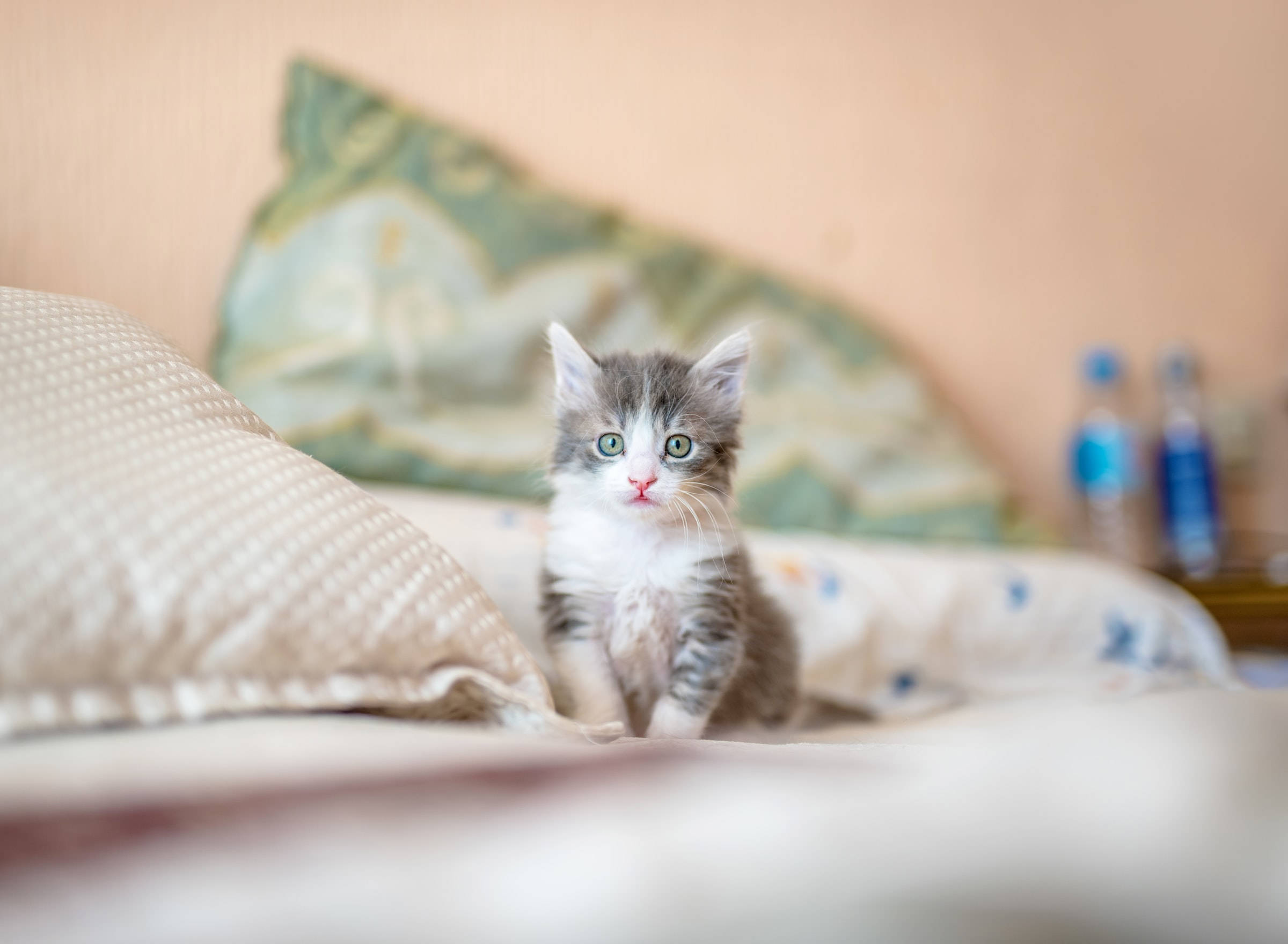 tabby kitten, gray and white, bright green eyes, Full HD Desktop Wallpaper