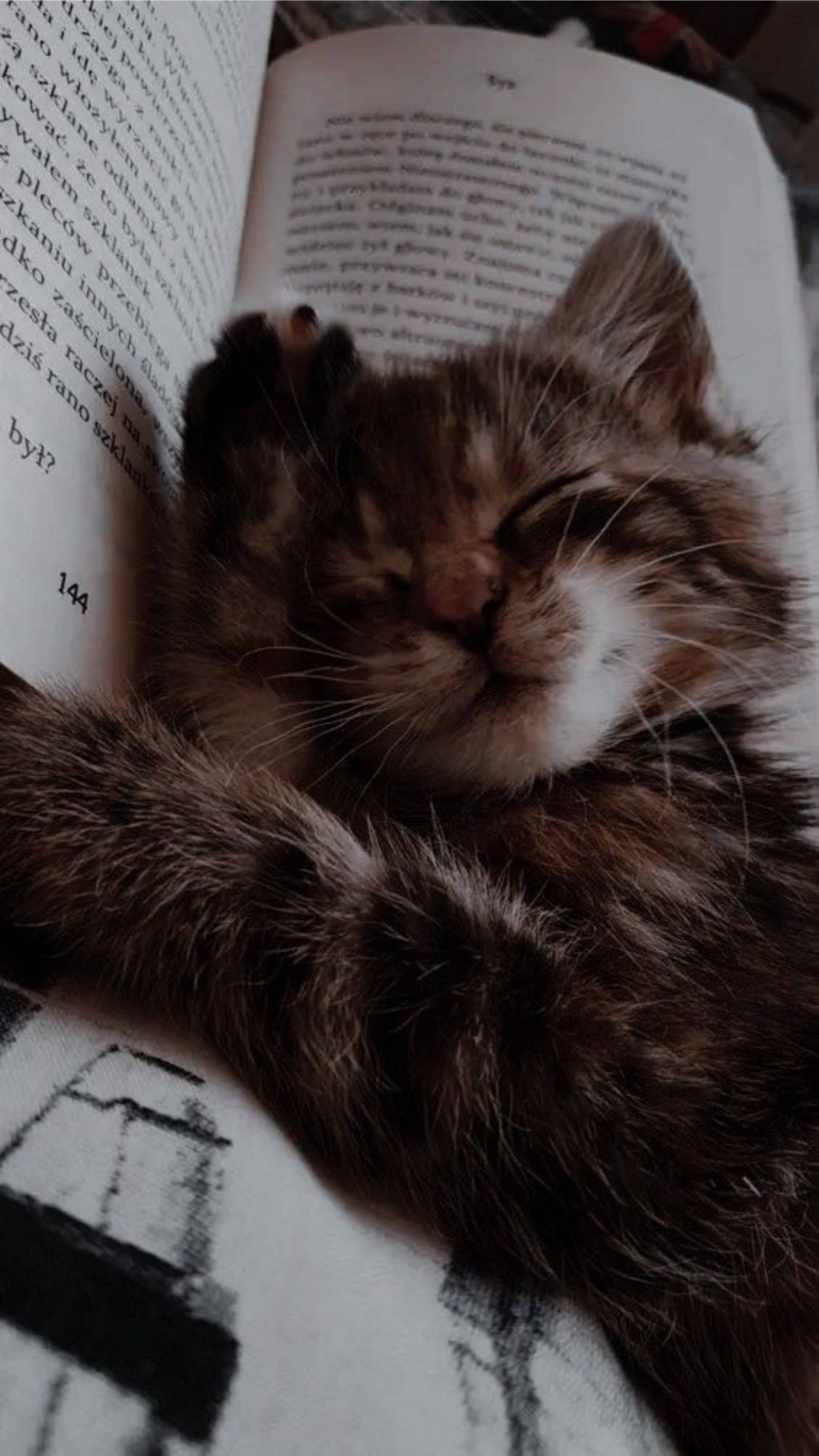 fluffy tabby kitten, sleeps peacefully curled, open book, 2K Phone Wallpaper