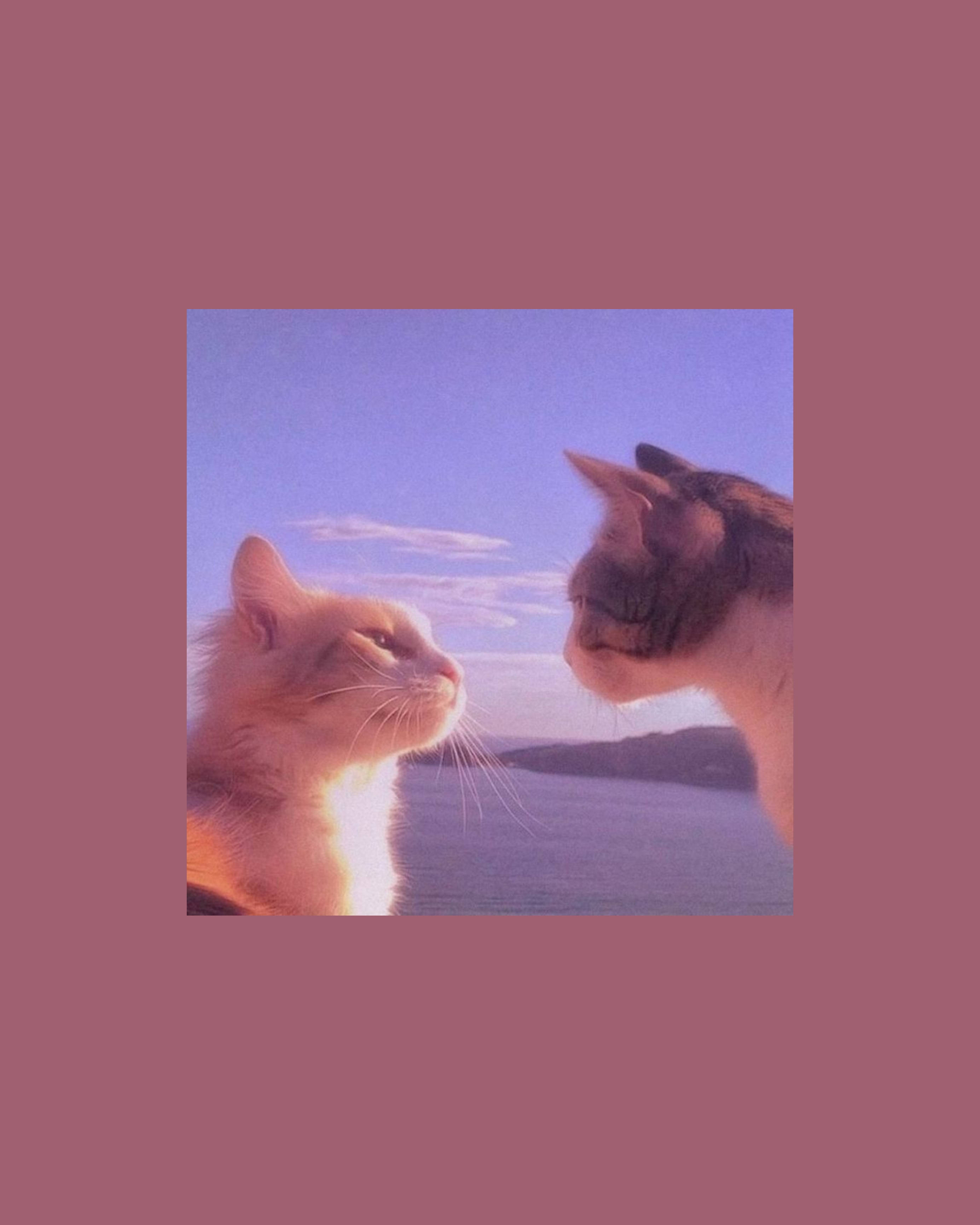 Cute Cat Aesthetic, beach, sunlight, 2K Phone Wallpaper