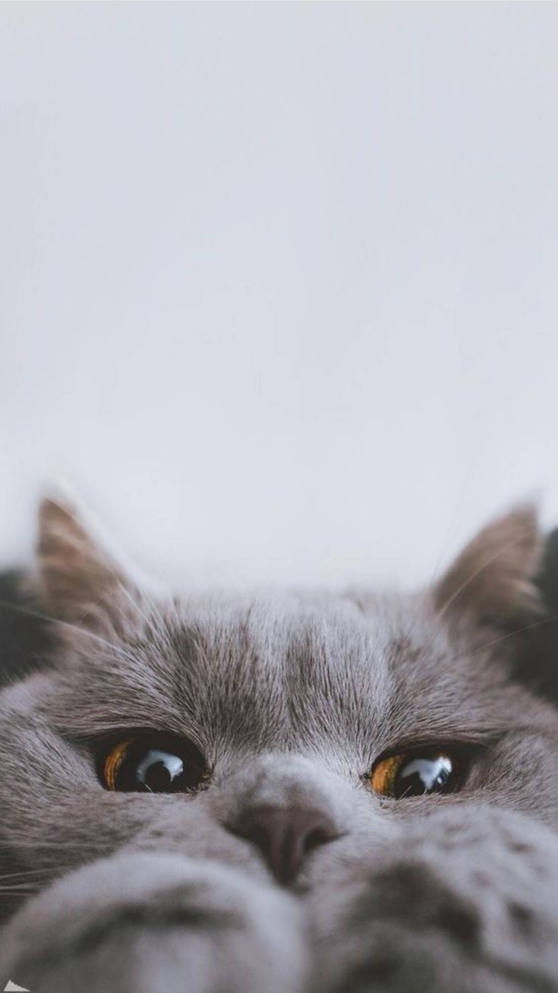 Cute Cat Aesthetic, peek a boo, gray cat, 2K Phone Wallpaper