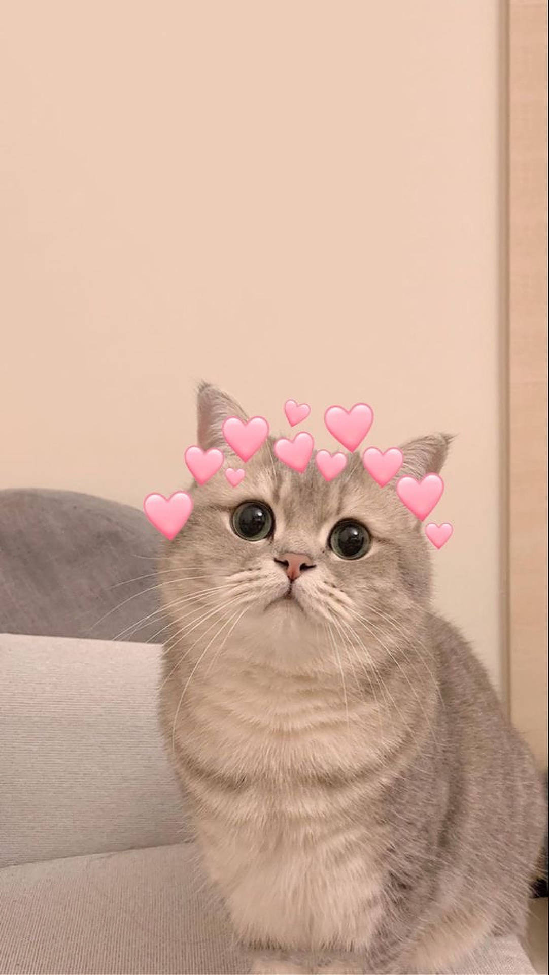 pink cat, fluffy gray cat, big eyes, Full HD Phone Wallpaper