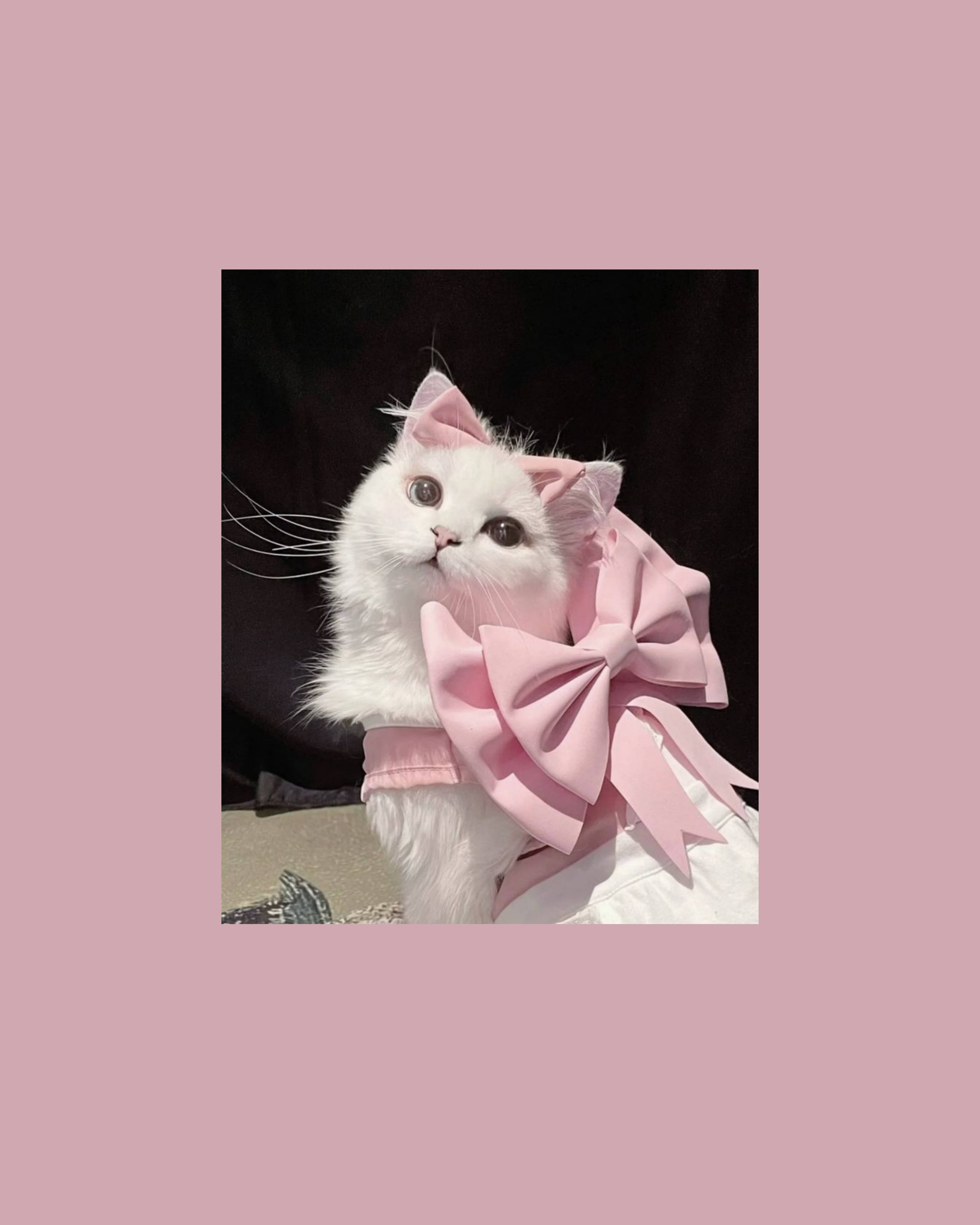 cute cat aesthetic, pink ribbon, fluffy white cat, 2K Phone Wallpaper
