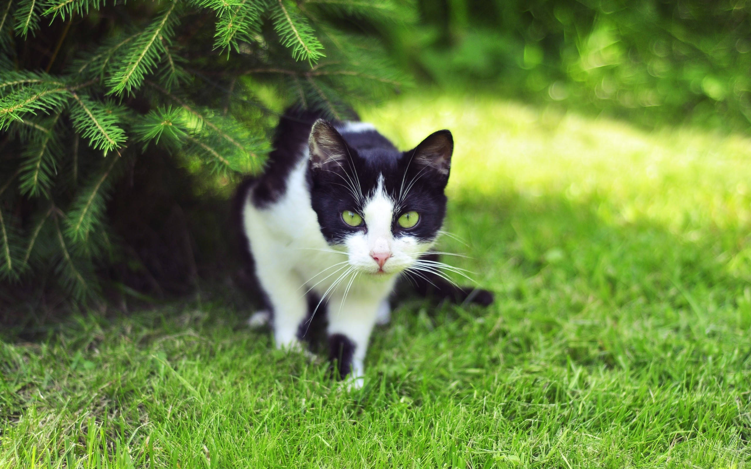 black and white cat, green eyes, vibrant green grass, 2K Desktop Wallpaper