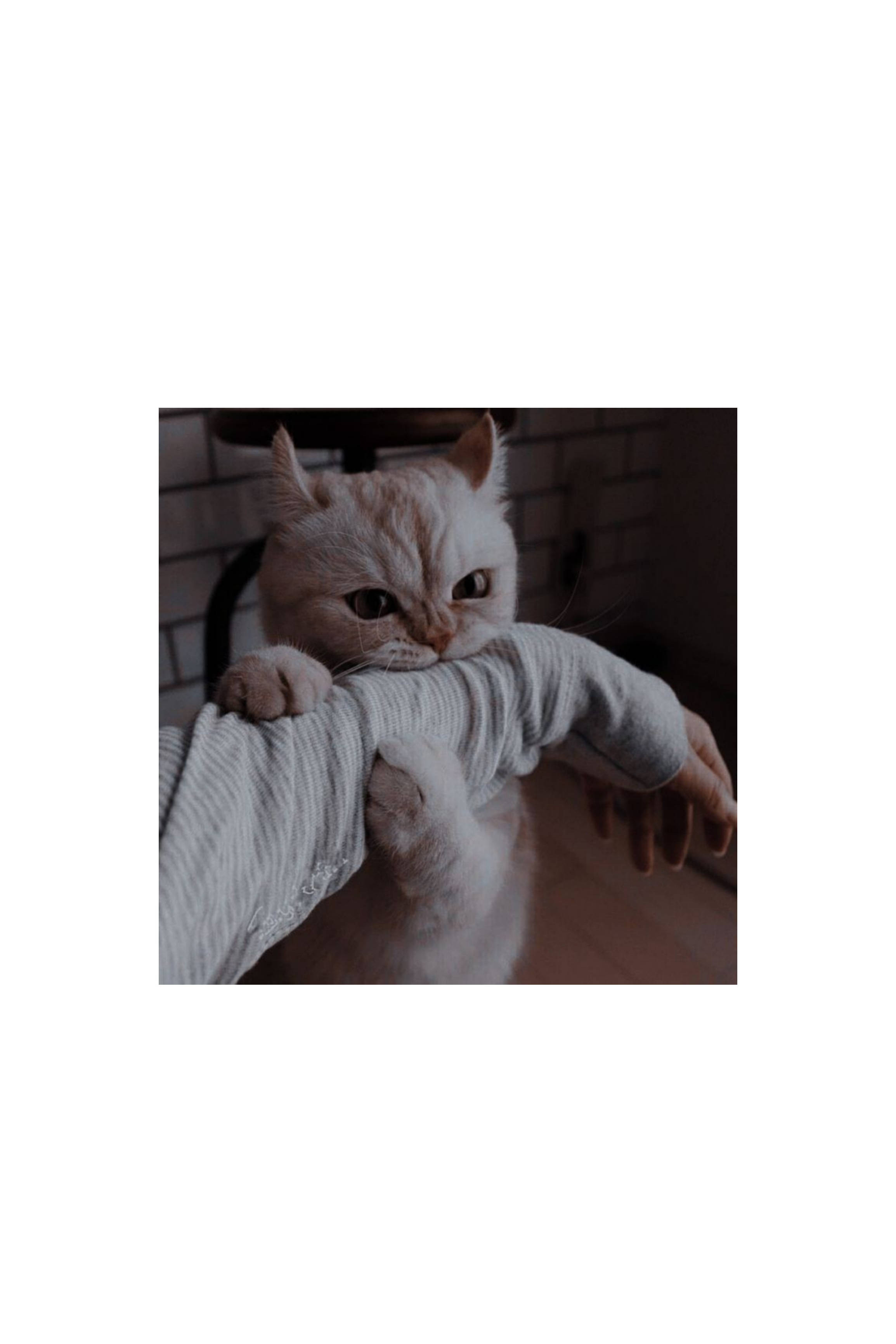 Cute Cat Aesthetic, fluffy cream cat, wide eyes, 2K Phone Wallpaper