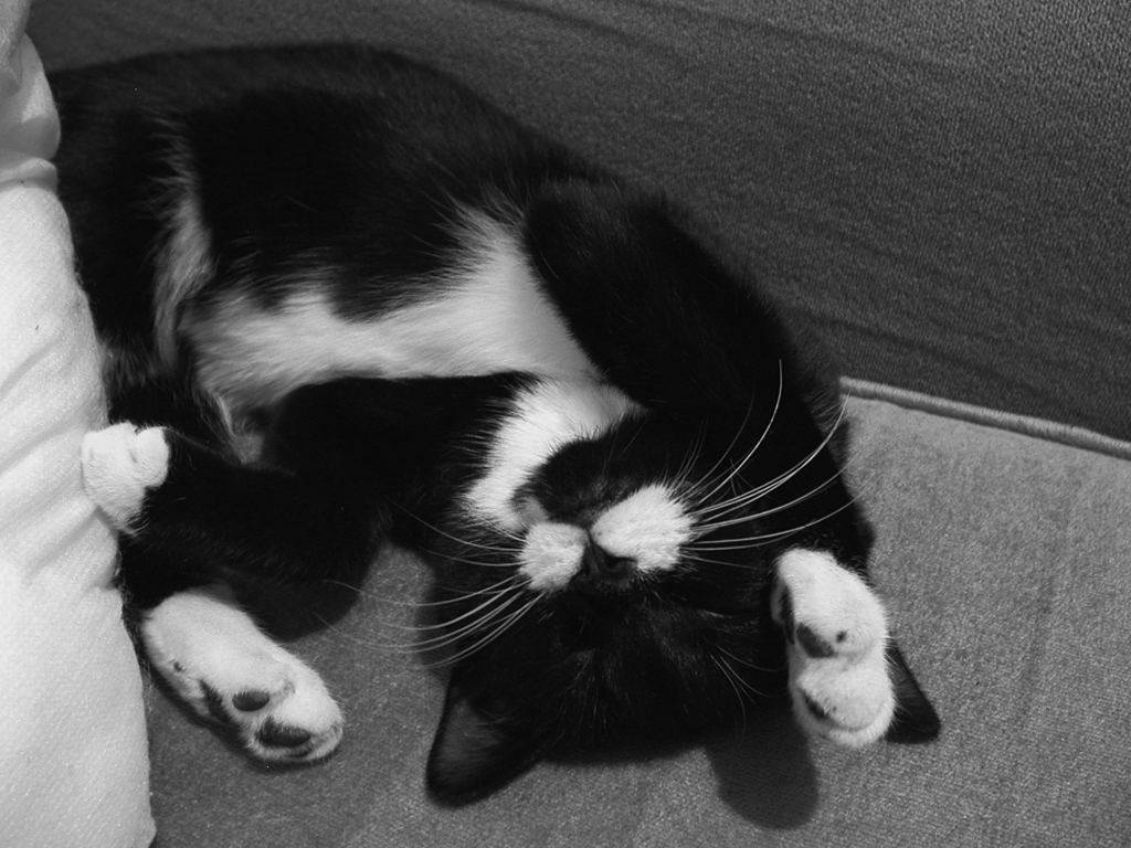 black and white cat, grey sofa, textured couch, SD Desktop Wallpaper