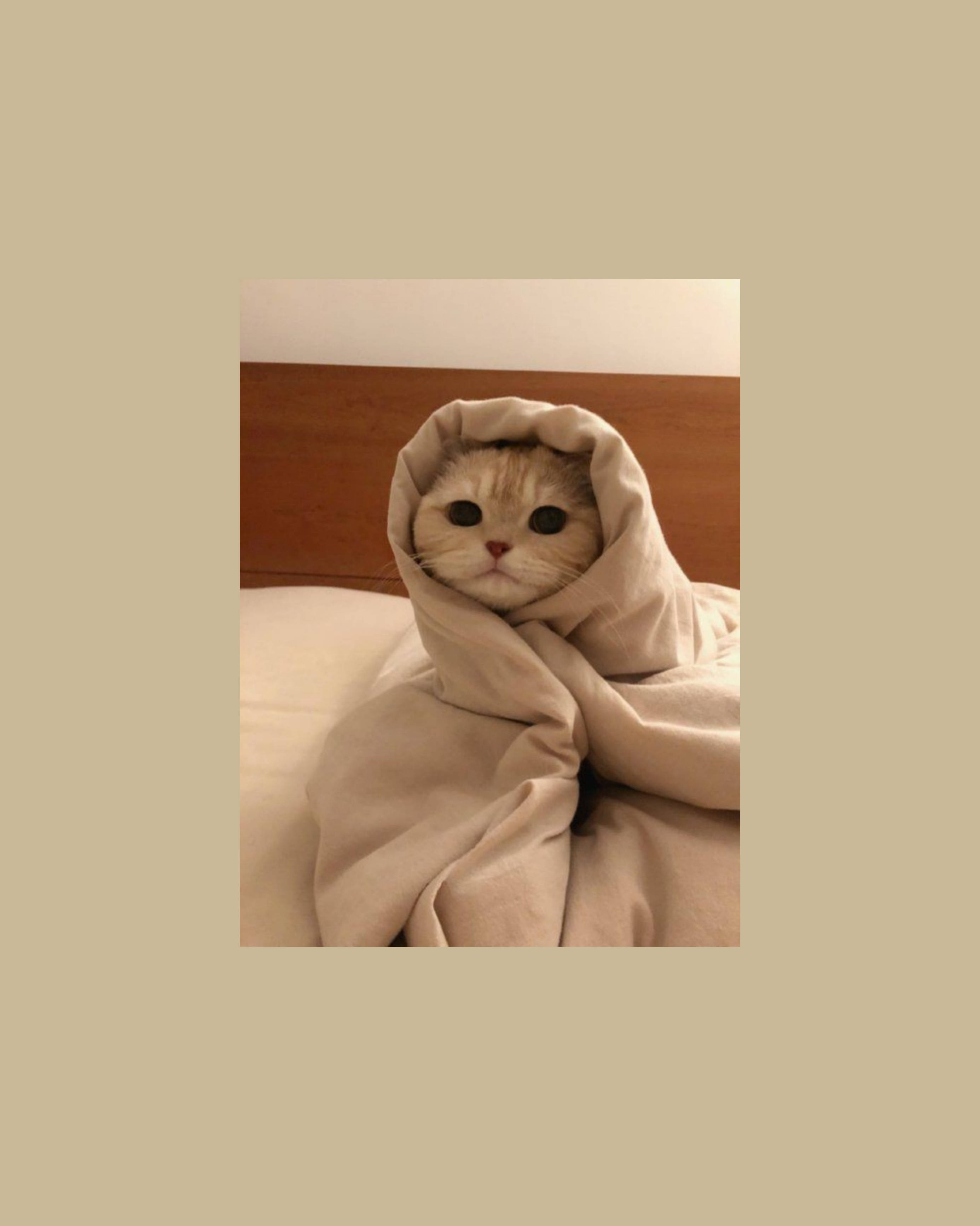 cute cat aesthetic, beige blanket, wooden headboard, 2K Phone Wallpaper