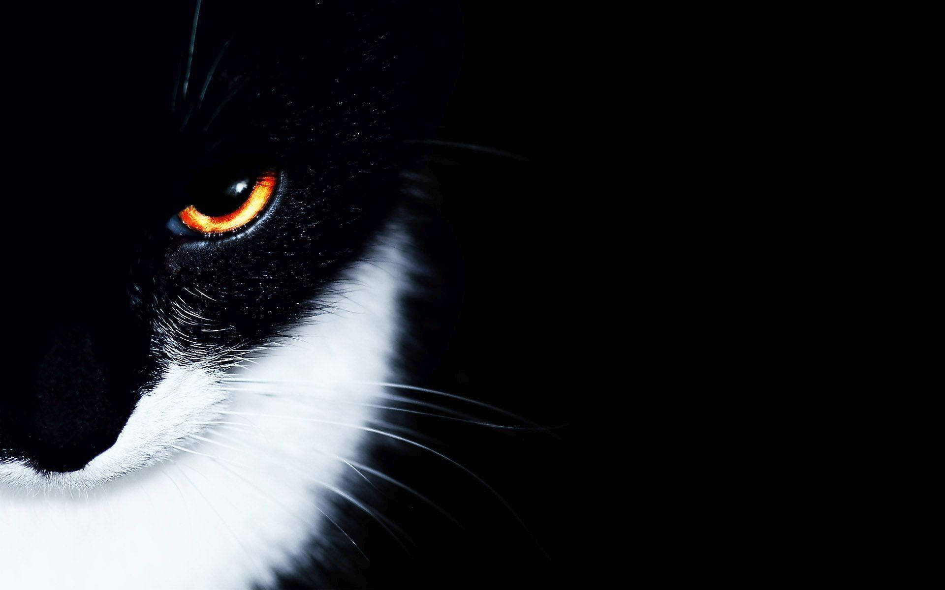 black and white cat, orange eyes, glowing orange eye, Full HD Desktop Wallpaper