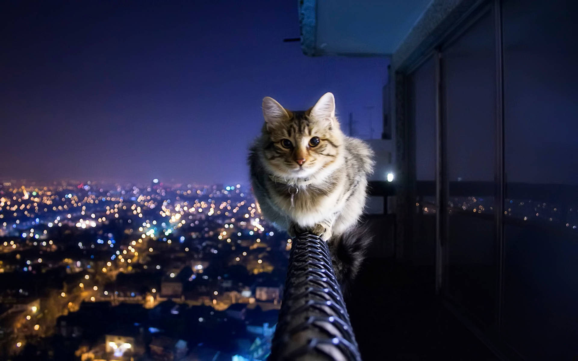 Cute Kitty Midnight Background, fluffy tabby cat, balcony railing, Full HD Desktop Wallpaper