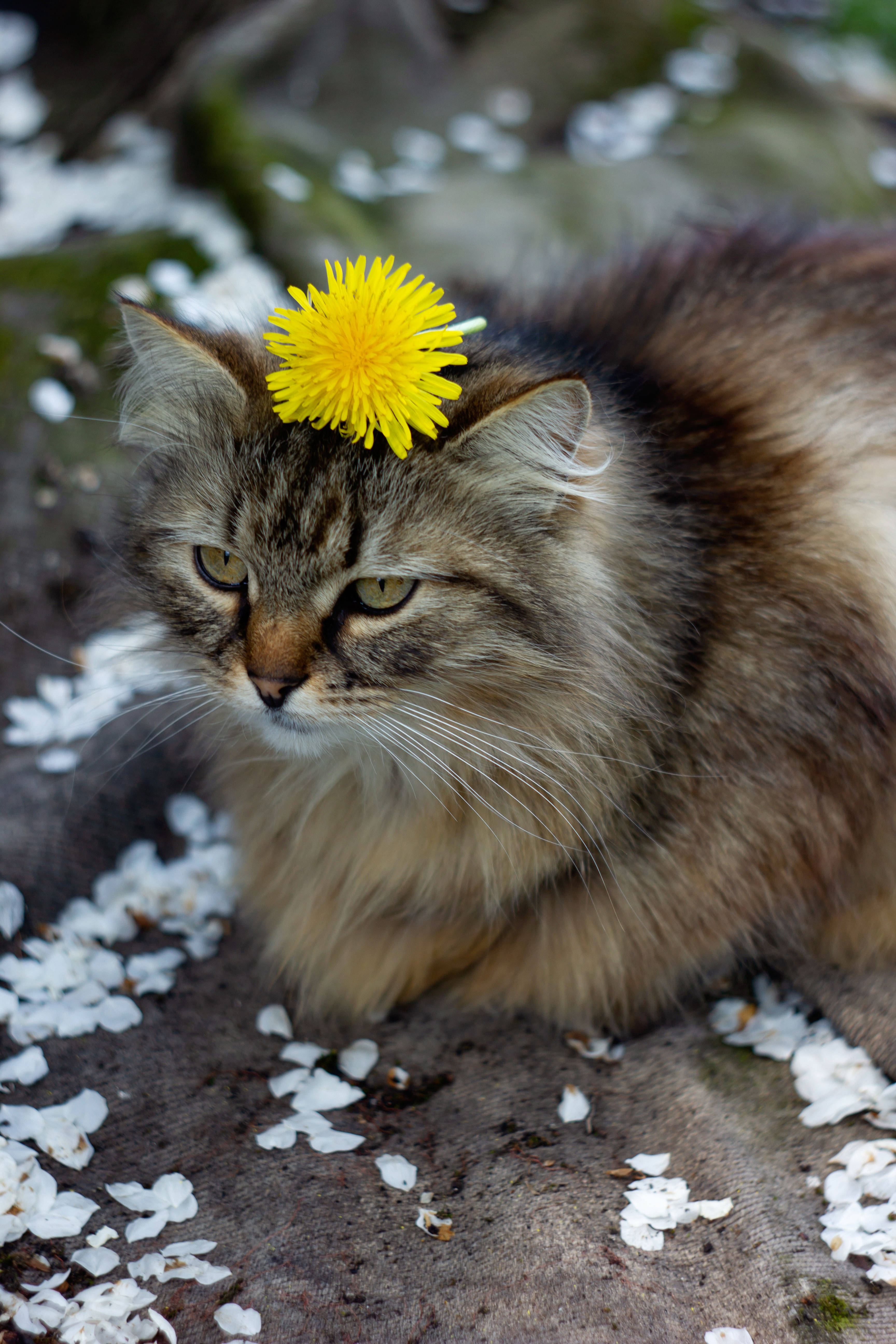 fluffy tabby cat, bright yellow dandelion, scattered white petals, 5K Phone Wallpaper