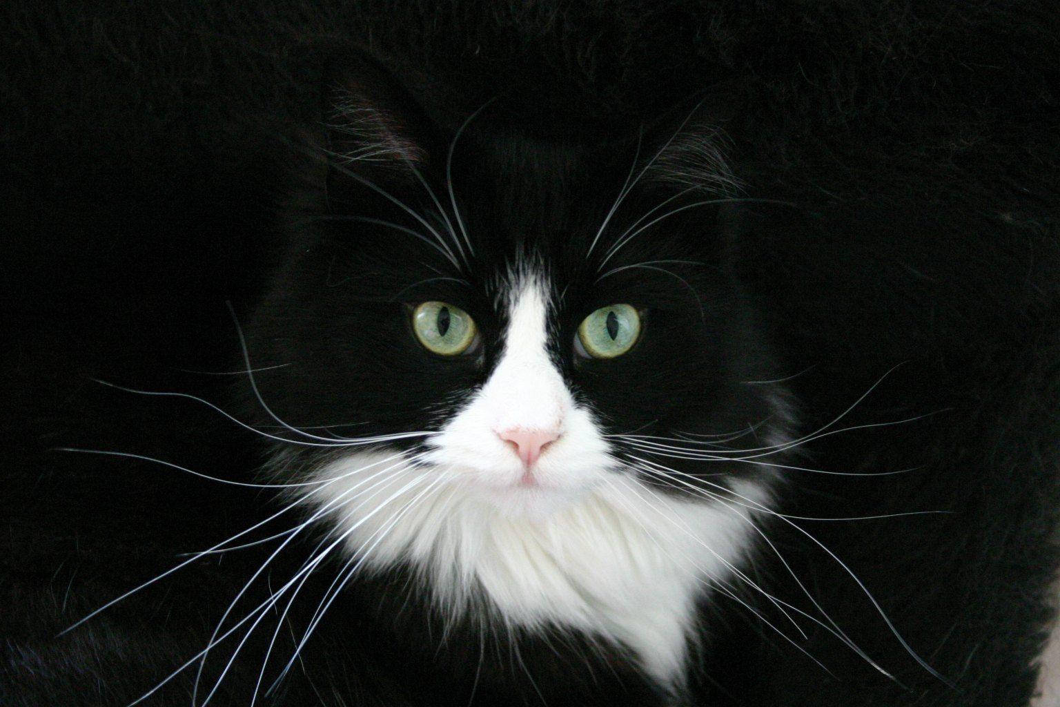 black and white cat, long whiskers, striking green eyes, HD Desktop Wallpaper