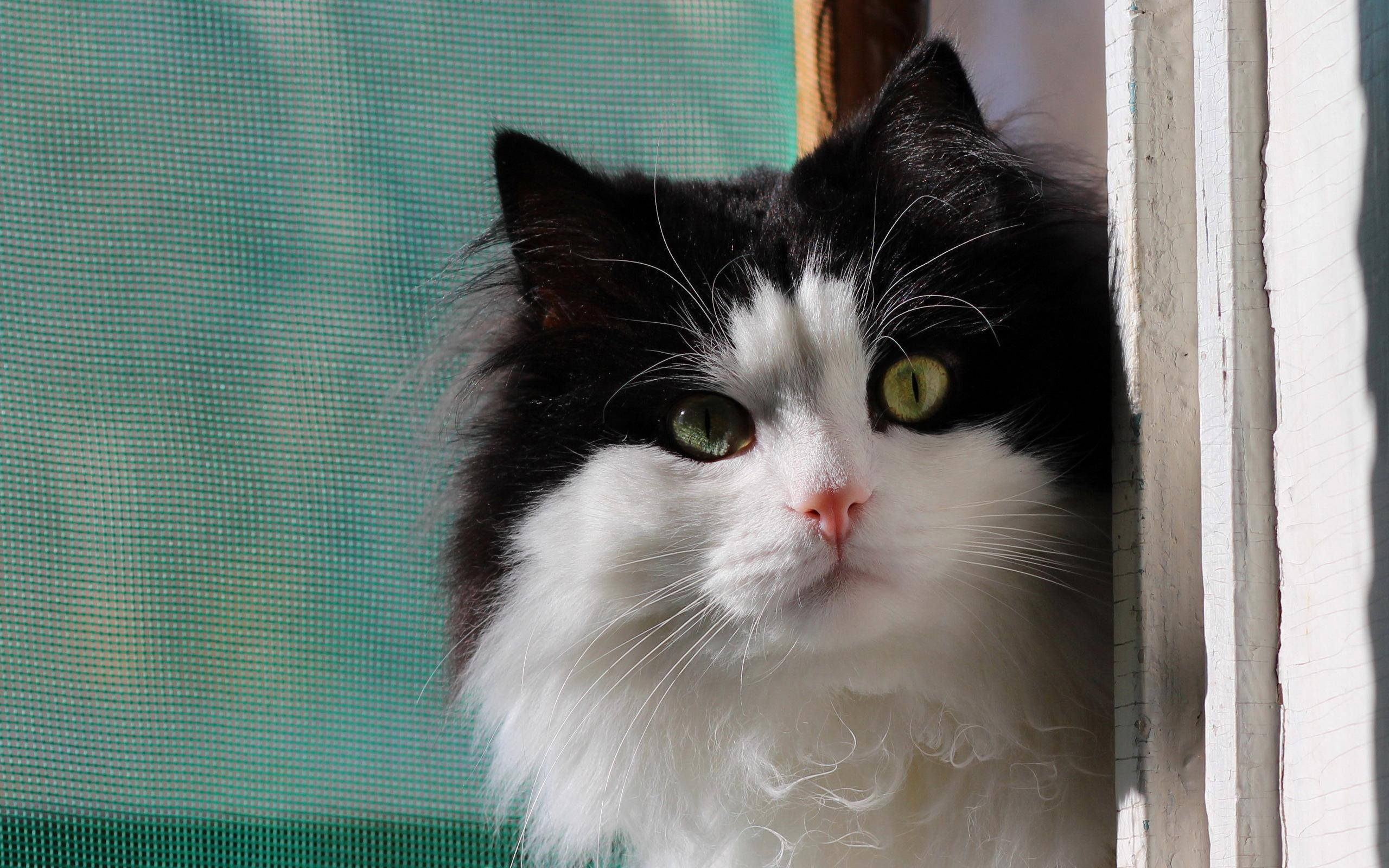 black and white cat, curly fur, striking green eyes, 2K Desktop Wallpaper