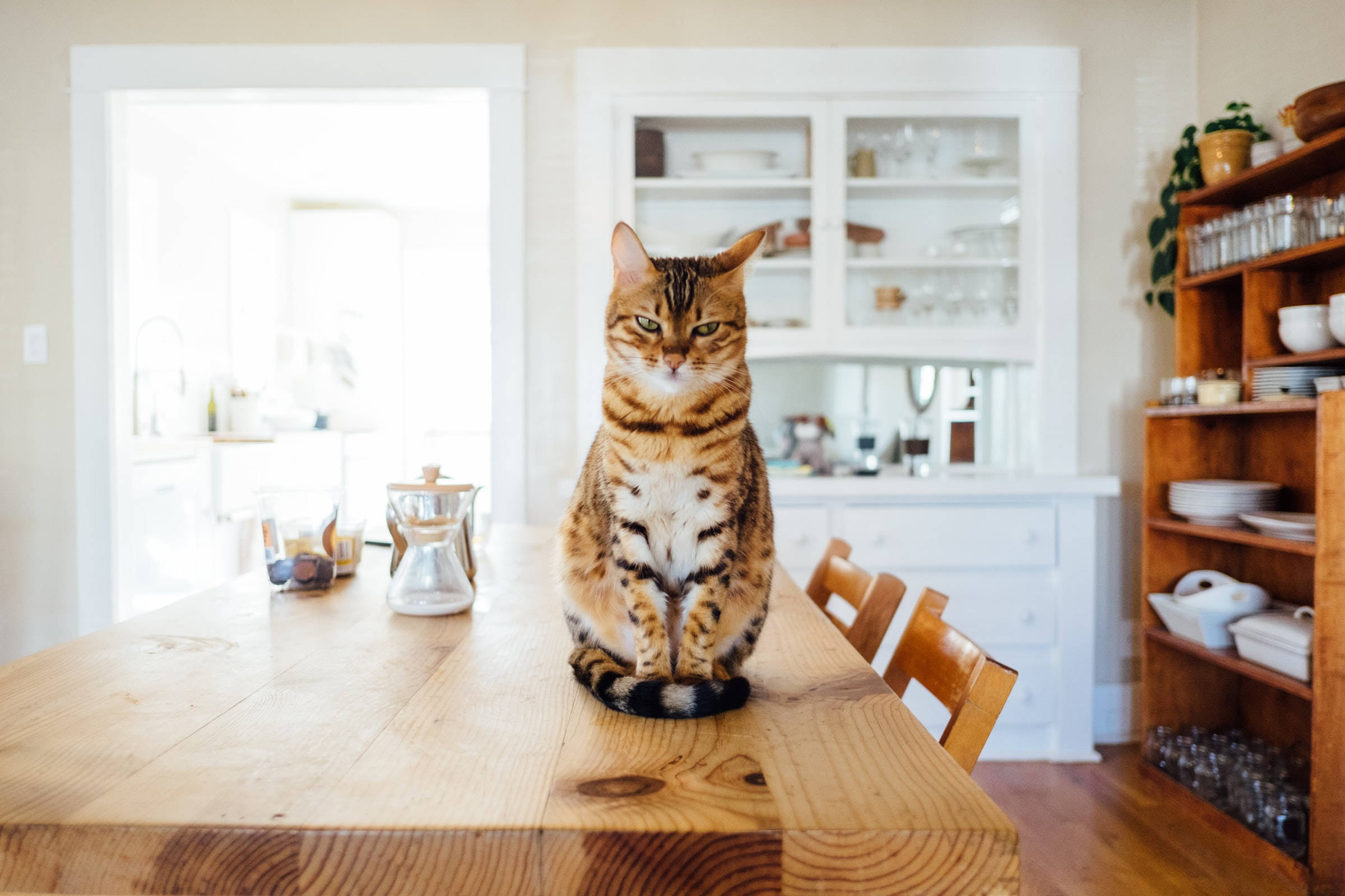 brown bengal cat, golden rosettes, rustic wooden dining table, Full HD Desktop Wallpaper