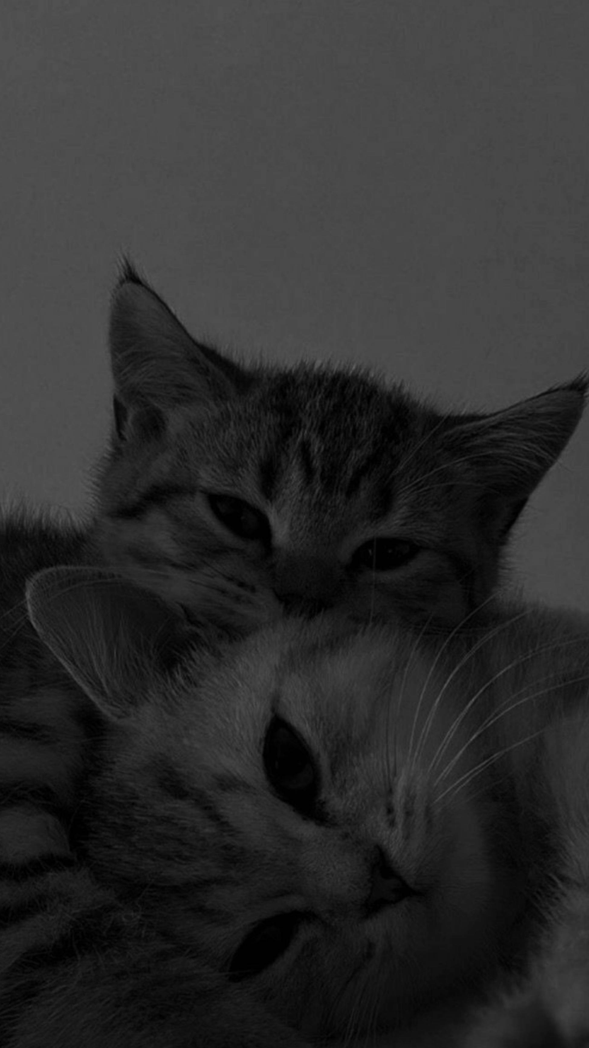 Cute Cat Aesthetic, two cats, monochrome close-up, 2K Phone Wallpaper