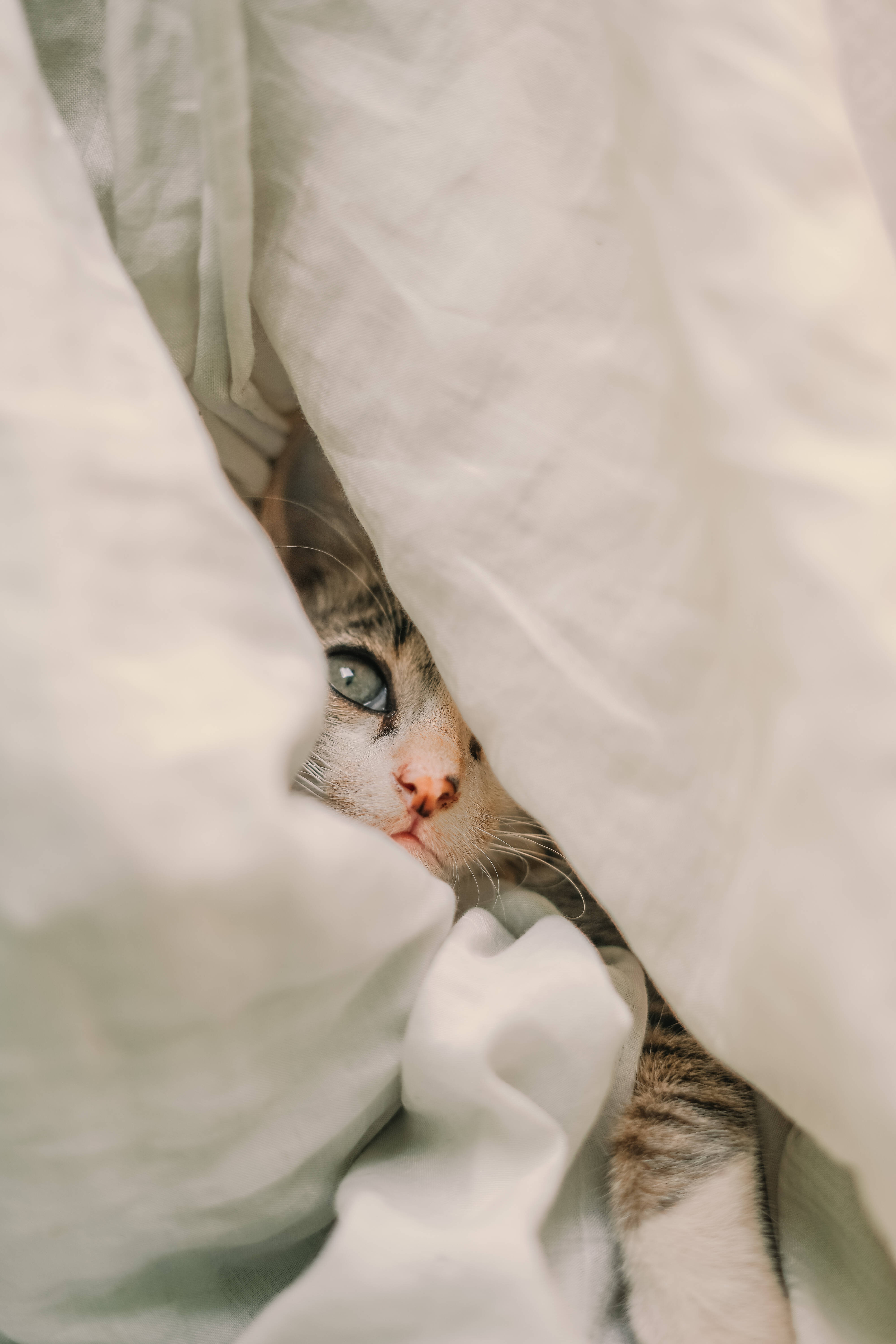 Cute Cat Aesthetic, tabby cat, soft white blankets, 5K Phone Wallpaper