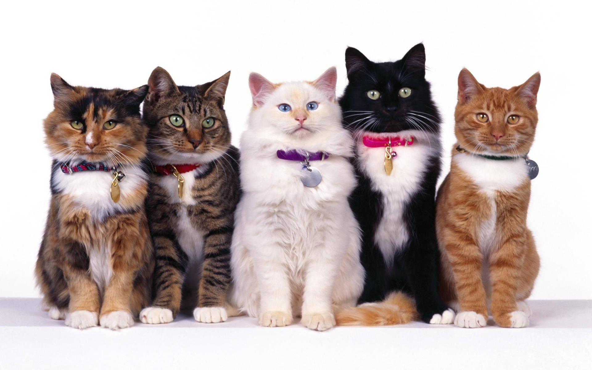 cute kitty family photo, five diverse cats, colorful collars, Full HD Desktop Wallpaper