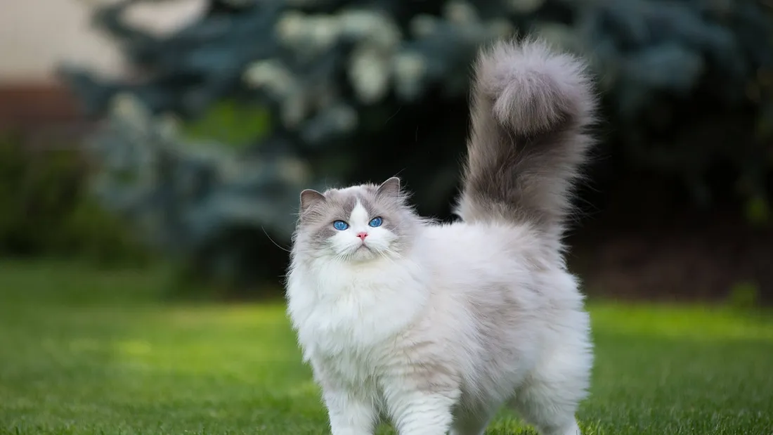 Cute Cat HD