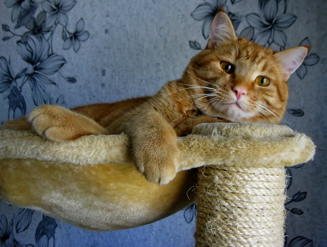 Cute Cat Love