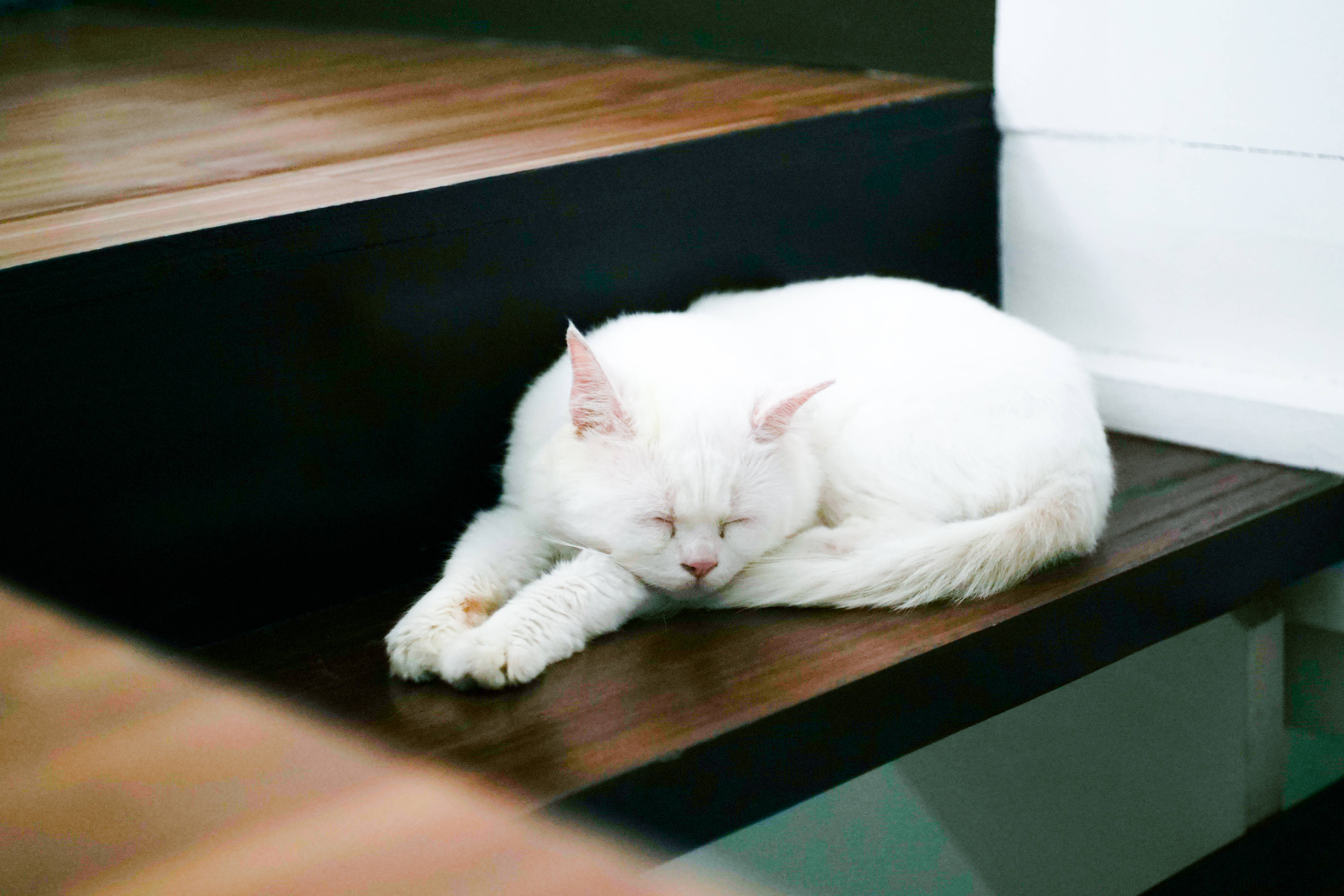 cute cat love, fluffy white cat, dark wooden shelf, 5K Desktop Wallpaper