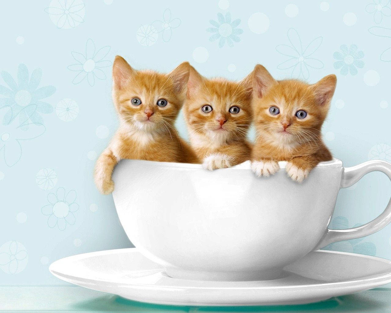 cute cat love teacup, orange tabby kittens, white teacup, HD Desktop Wallpaper
