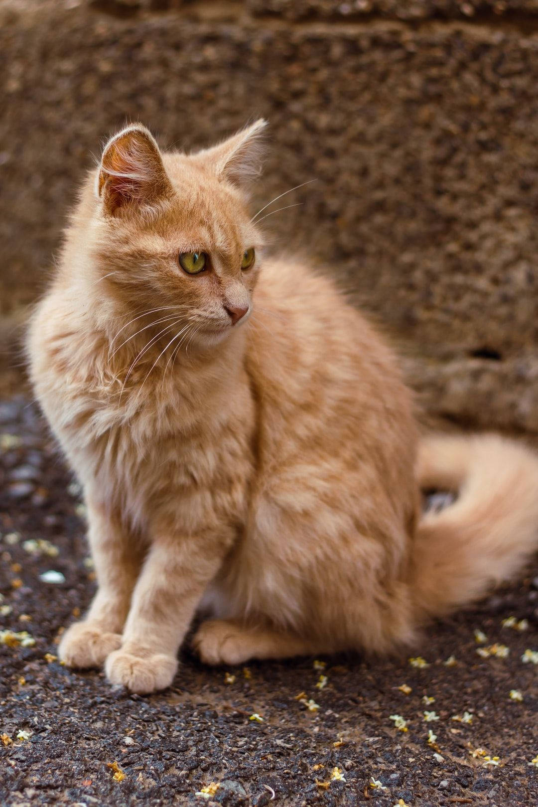 ginger cute cat love, fluffy ginger cat, bright green eyes, HD Phone Wallpaper